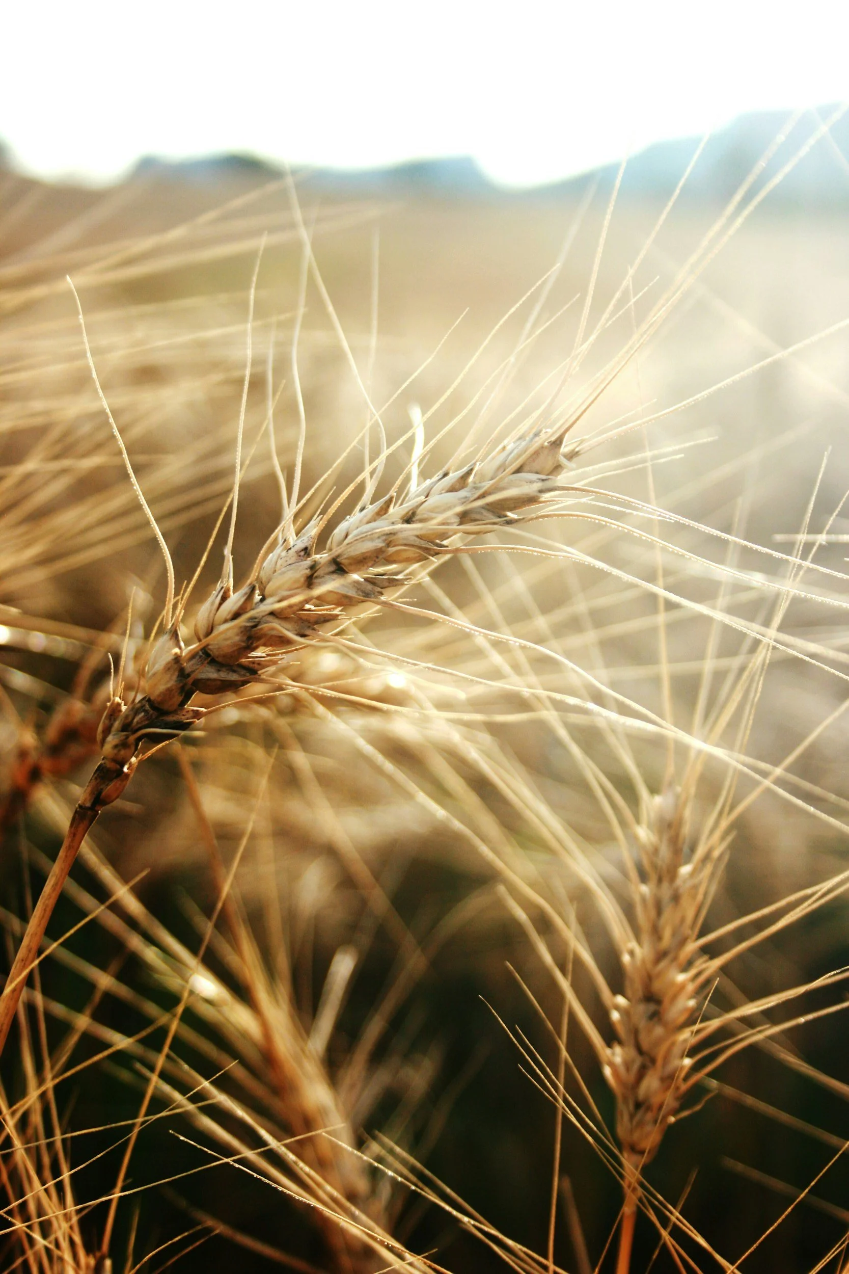Close-up of a wheat stalk with a blurred background of sky and more wheat.