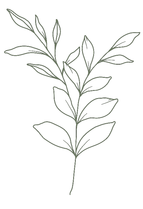 Line drawing of a leafy plant with multiple branches and elongated leaves on a black background.