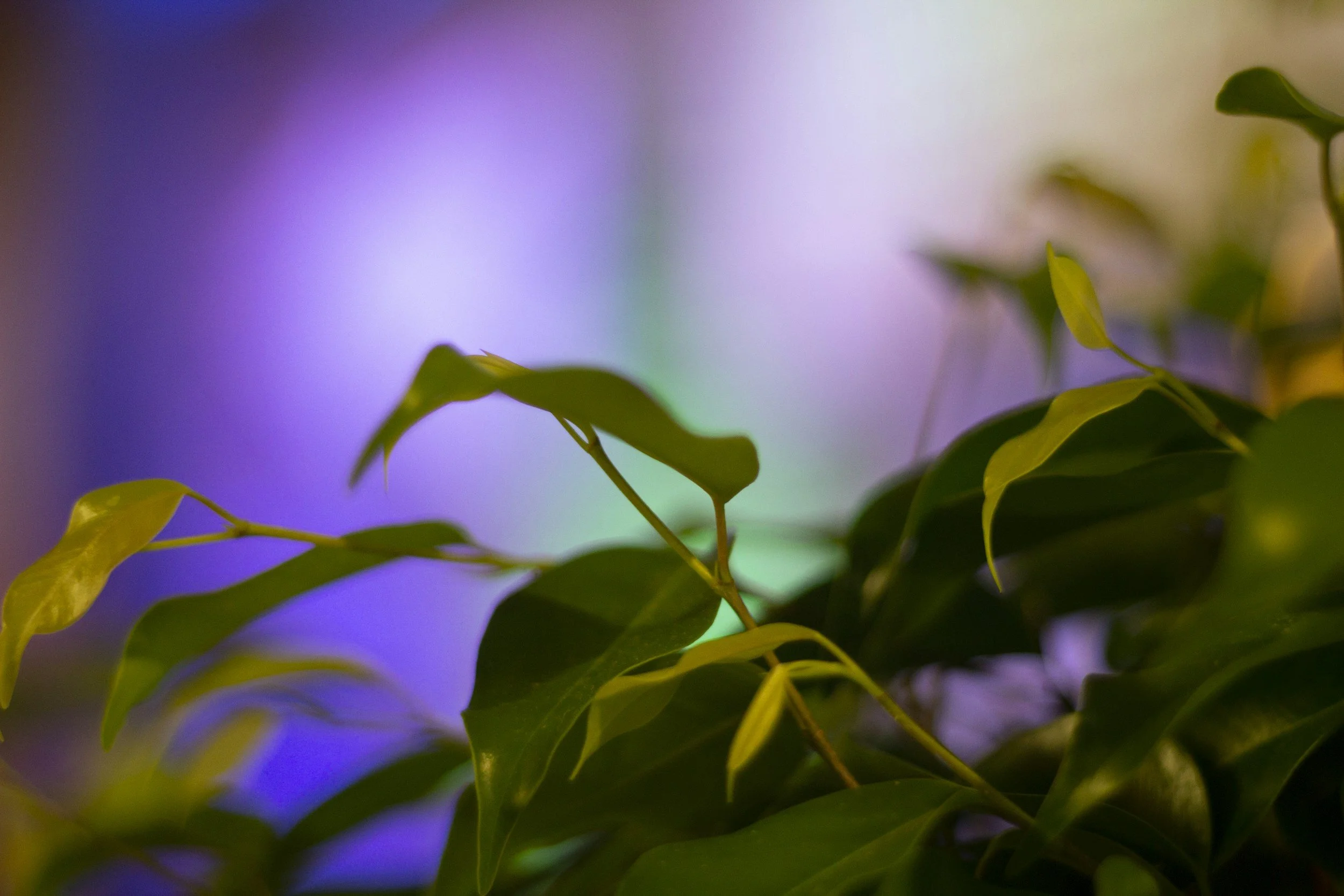 Close-up of green leaves with a blurred colorful background.