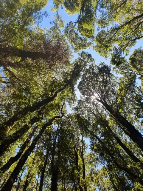 Looking up at a forest canopy with tall trees and green leaves, with a clear blue sky and sunlight filtering through the branches.
