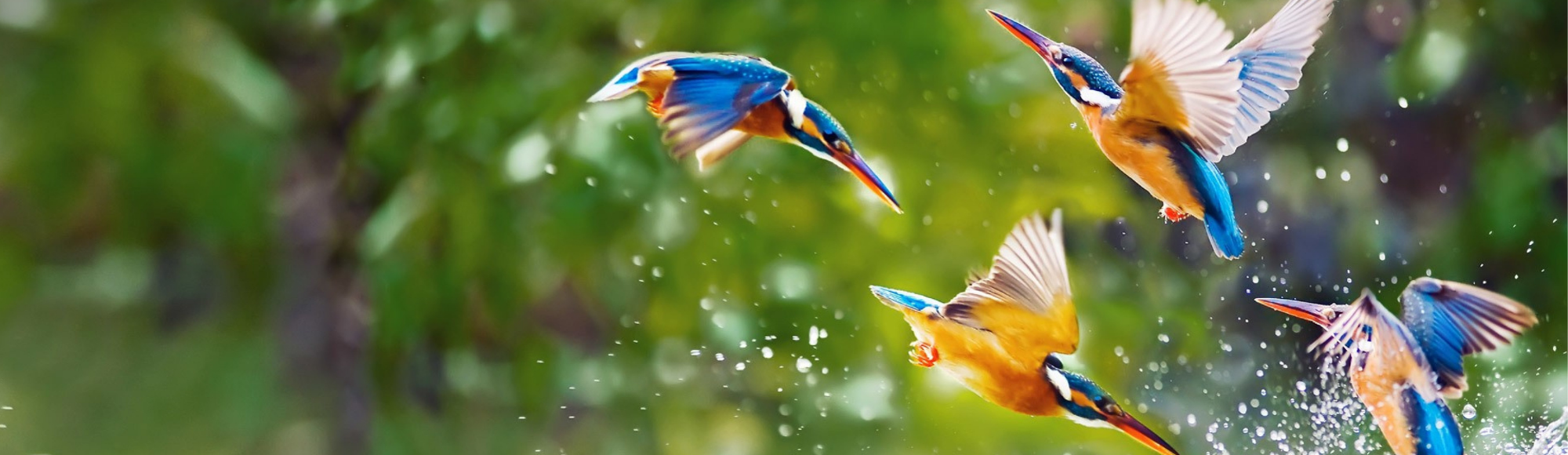 Four colorful kingfishers diving into water amidst splashes with green leafy background.