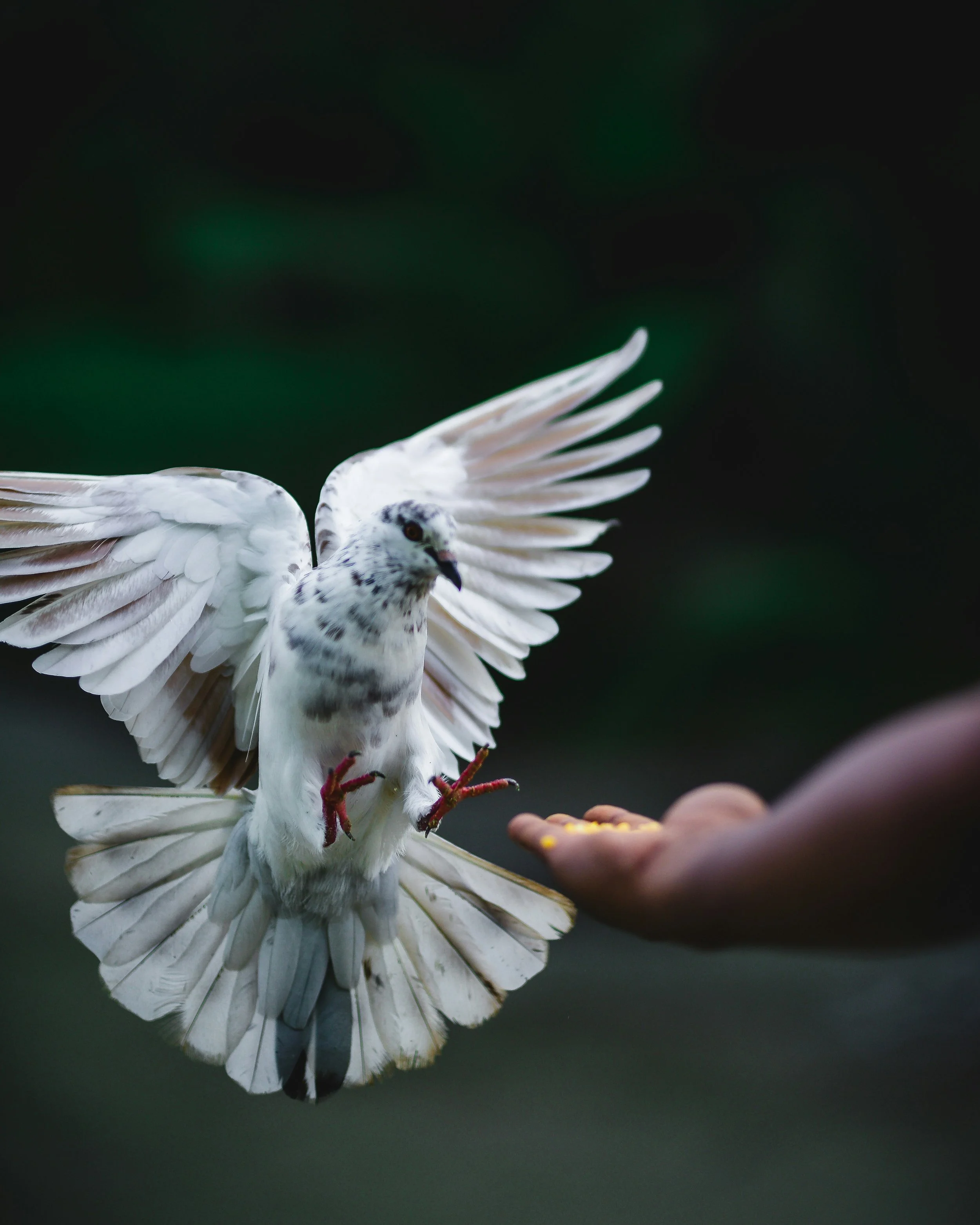 A person feeding a white bird with black spots on its head, wings spread, with a dark green blurred background.