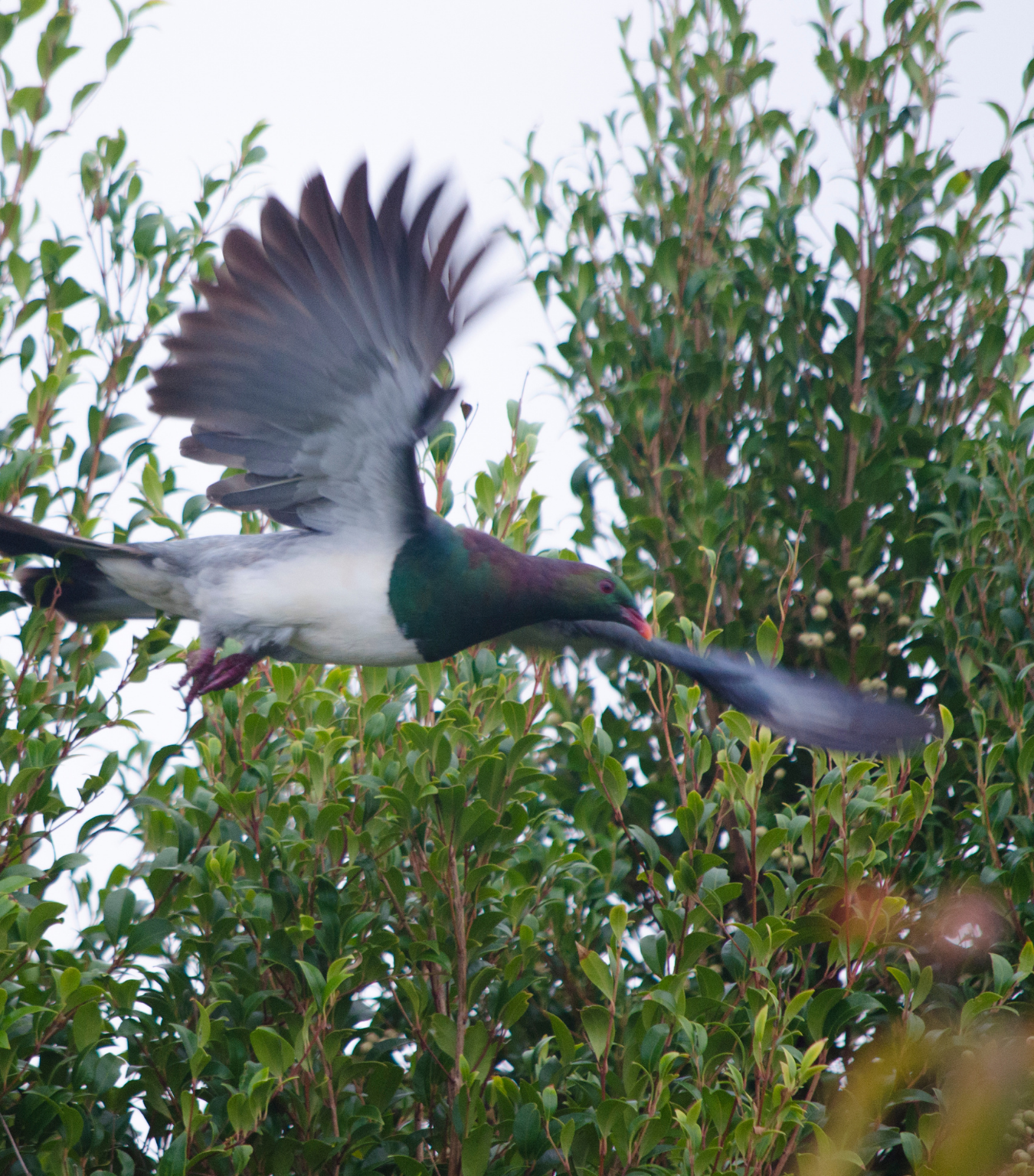 A pigeon flying through green trees against a light sky.