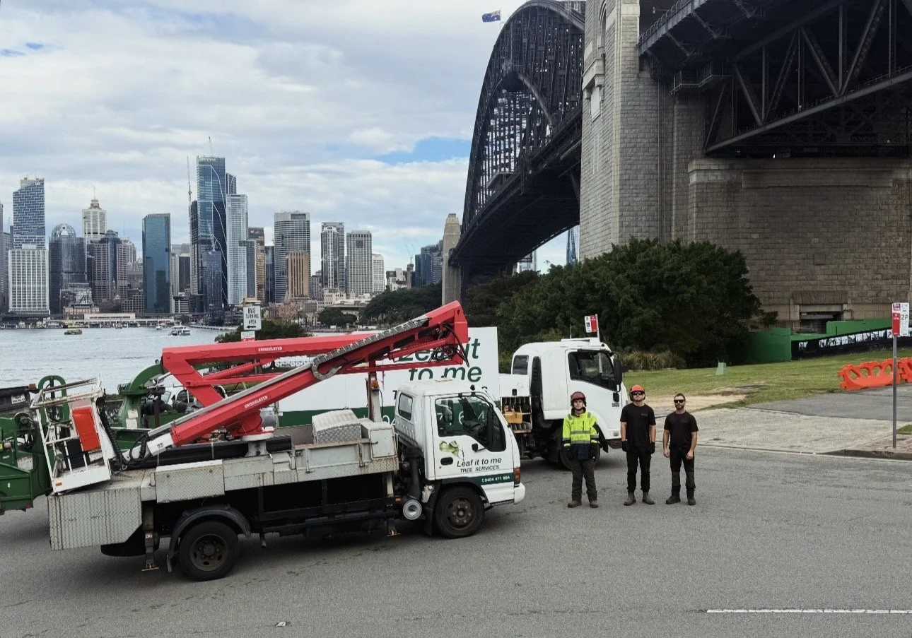 Professional tree service team Northern Beaches