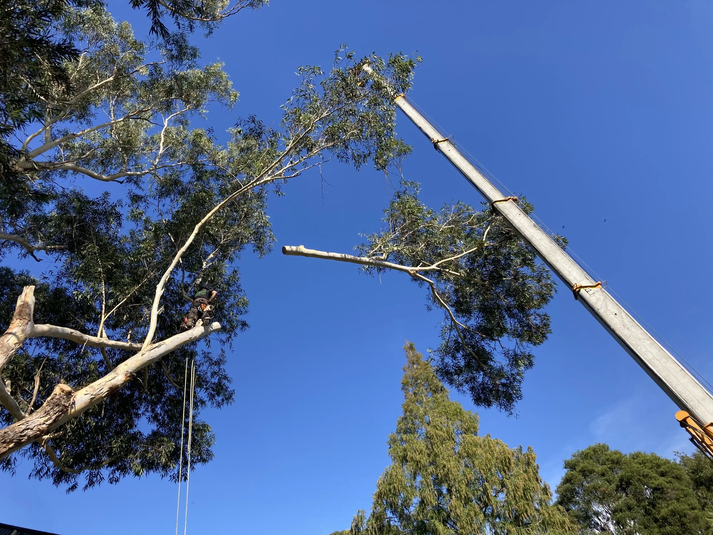 Tree Pruning