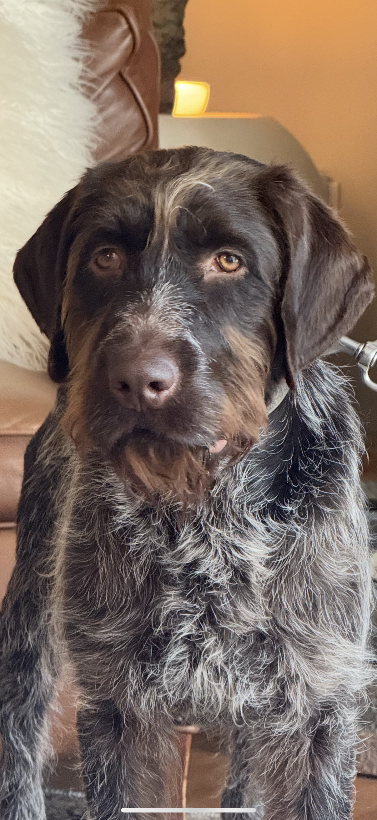 Close-up of a large, long-haired, brown and gray speckled dog with light brown eyes, sitting indoors near a leather couch and table with a lamp in the background.