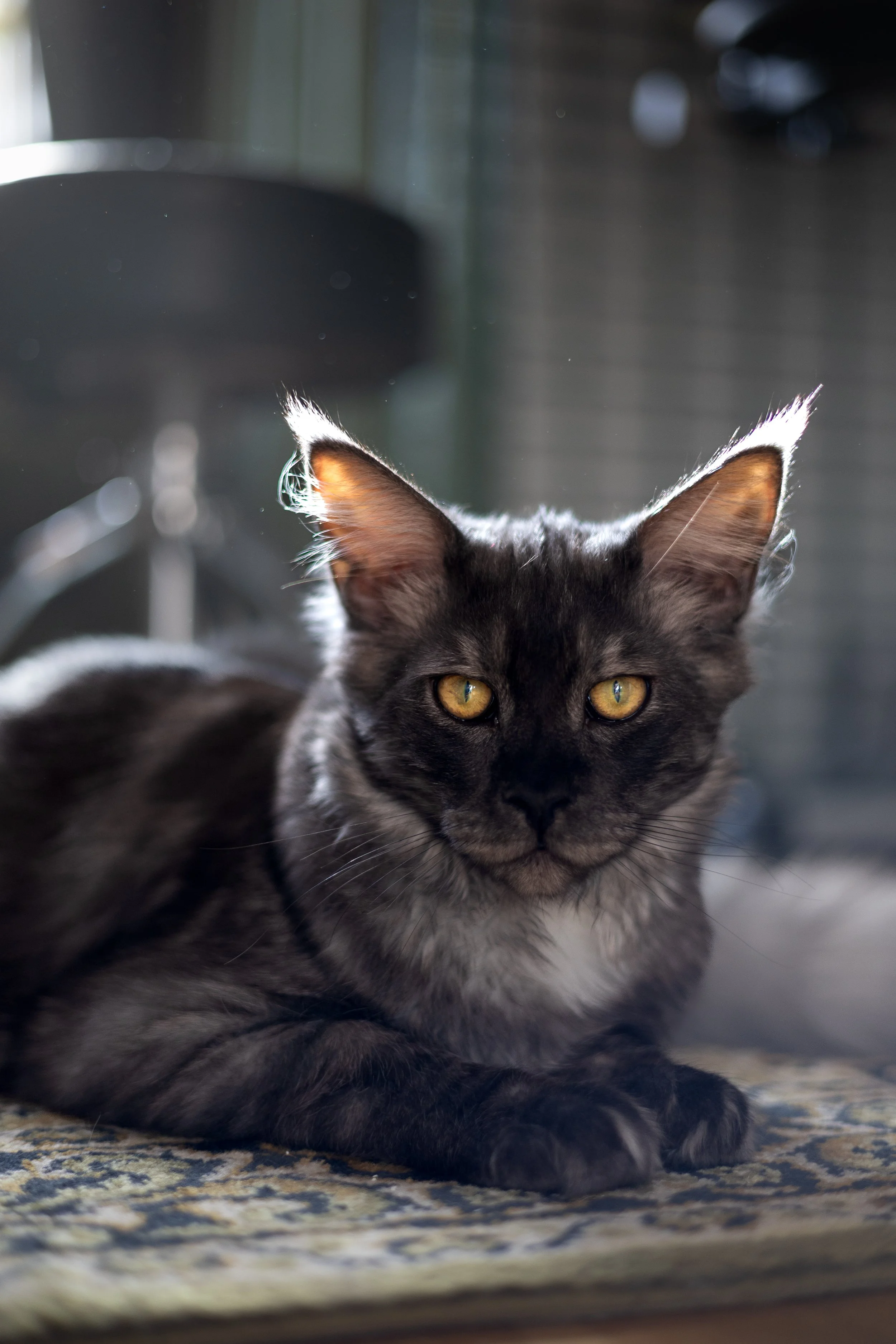 En grå och svart katt med gula ögon vilar på en mattan.