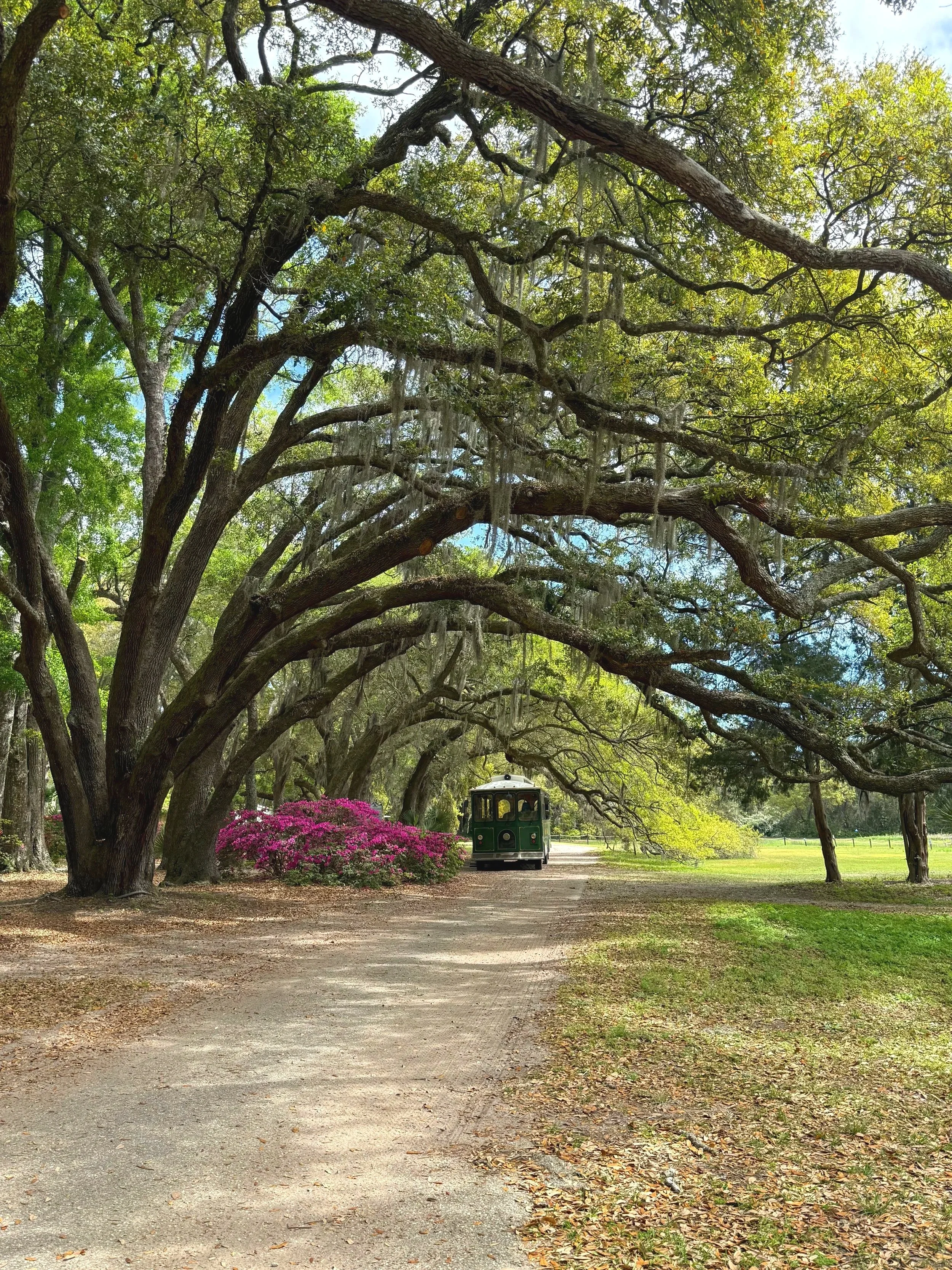 Charleston Oak Tree and Trolley Image