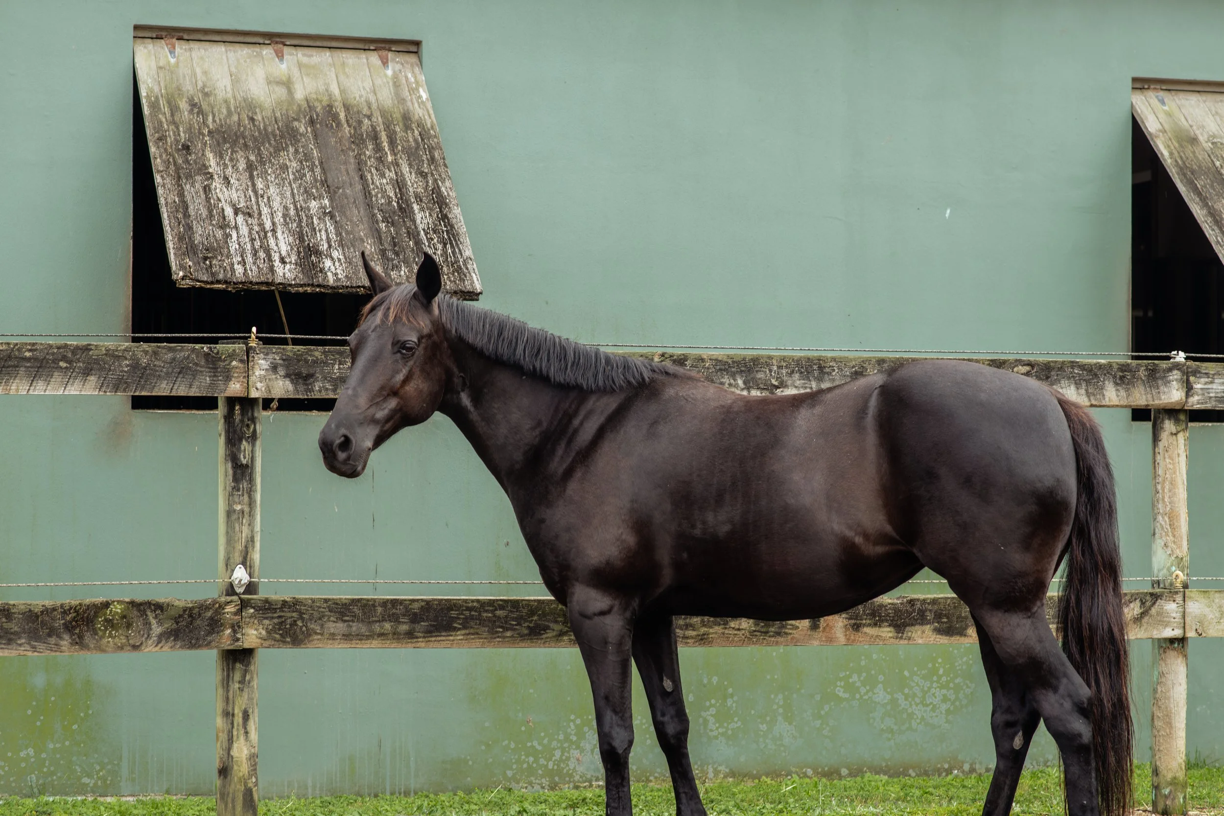 Rising Stars Global Equestrian Program