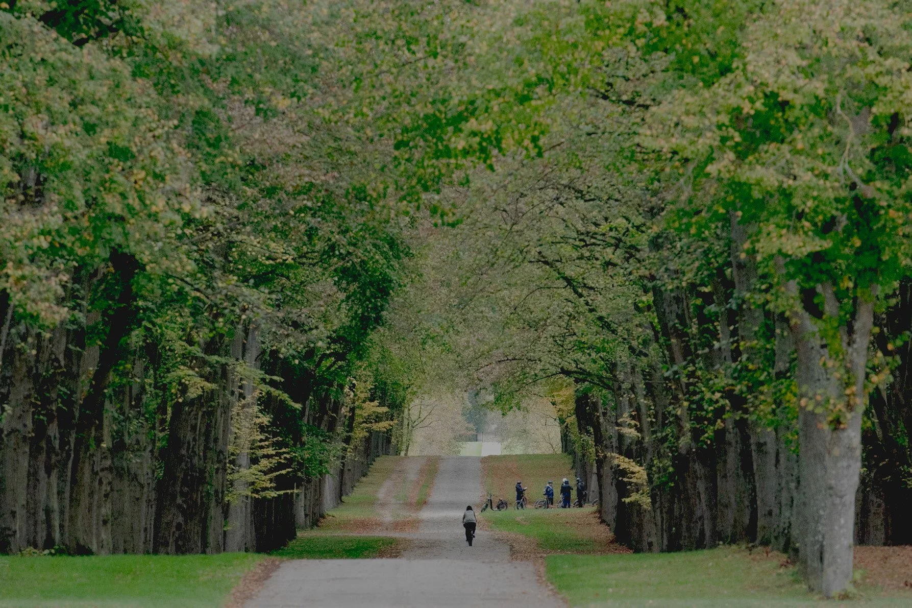 A tree-lined pathway with green leaves overhead and five cyclists riding in the distance near a person walking.