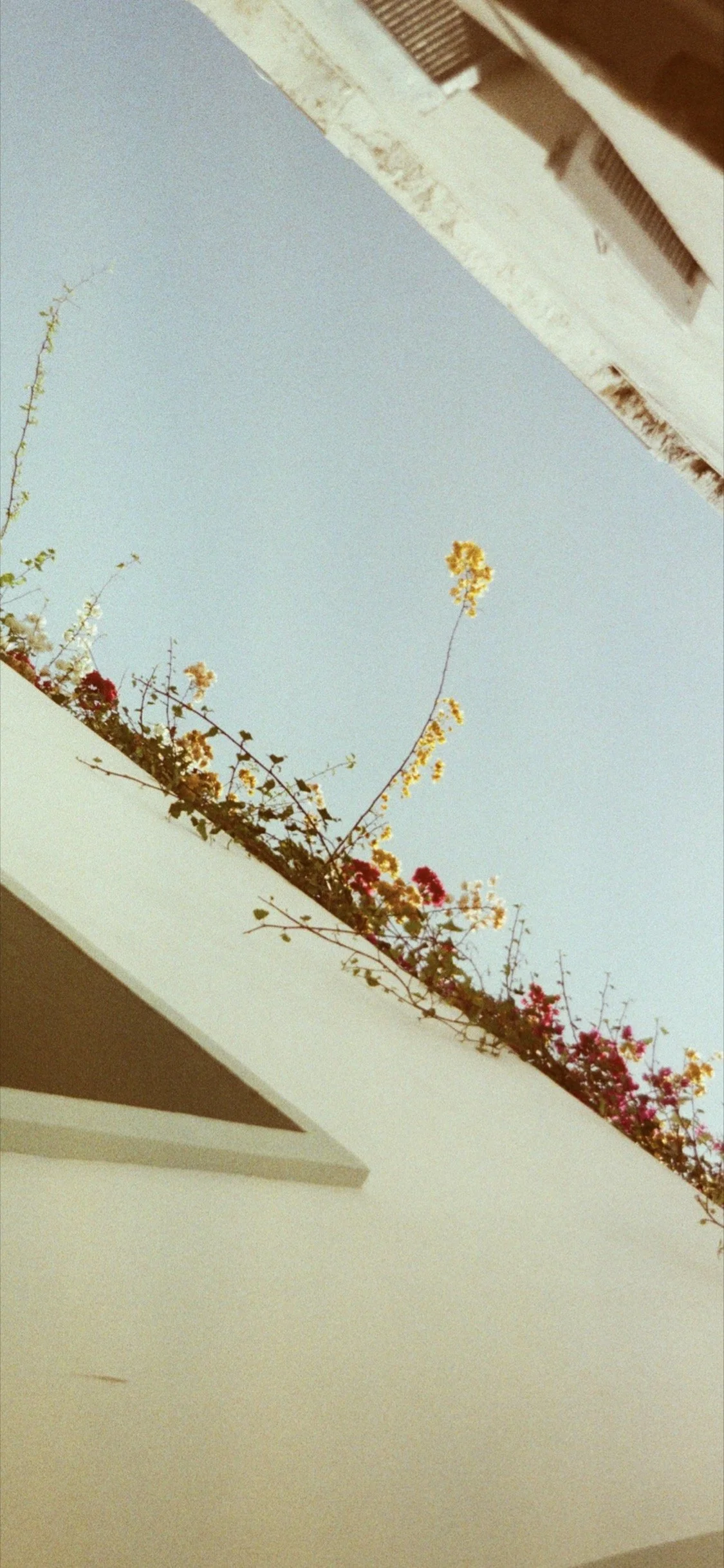 Vues du ciel avec des fleurs plantées sur un balcon ou une terrasse, prises de dessous, montrant le ciel bleu et une partie d’un bâtiment à proximité.