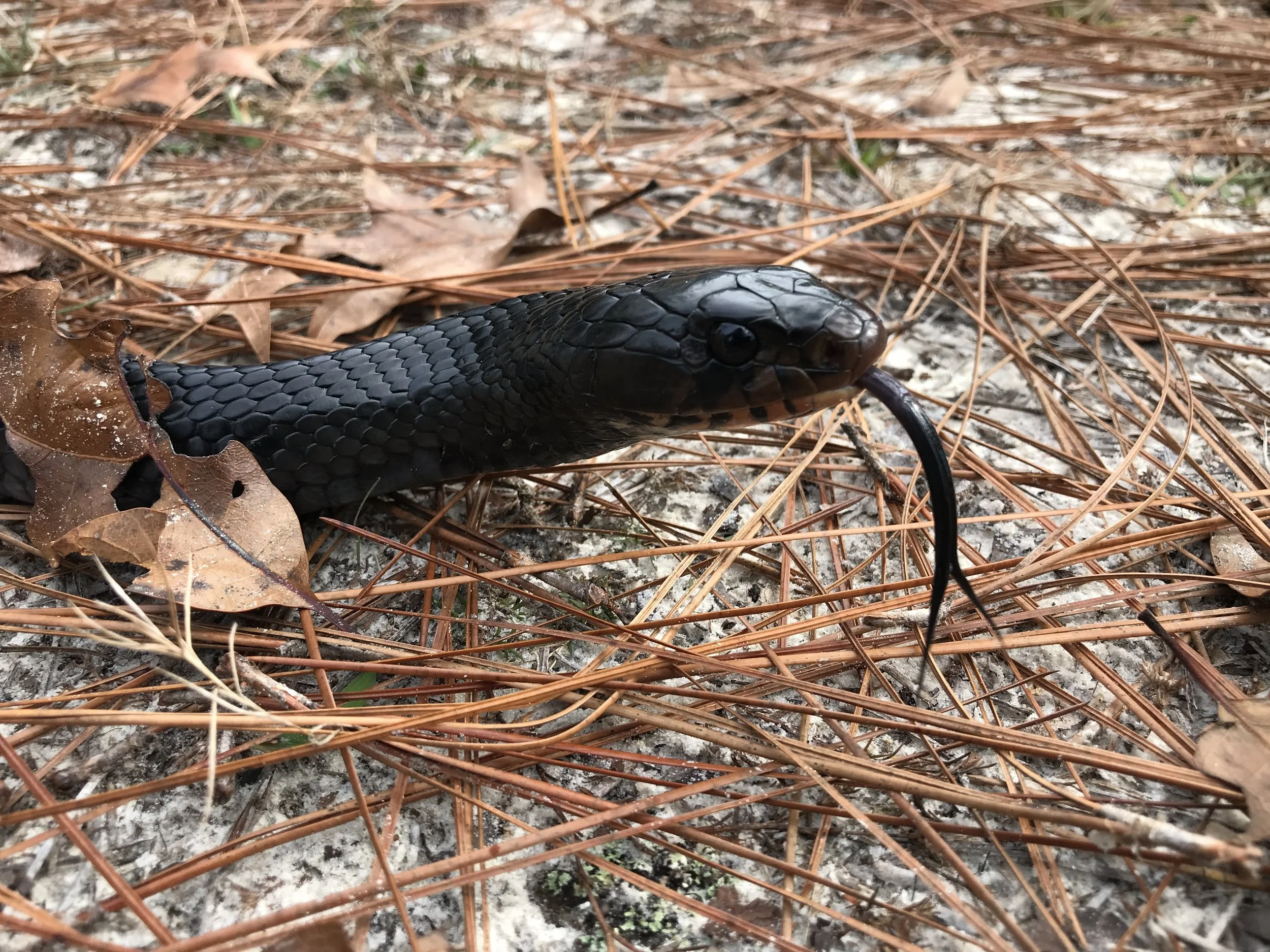 A black snake on the forest floor among brown pine needles and leaves.