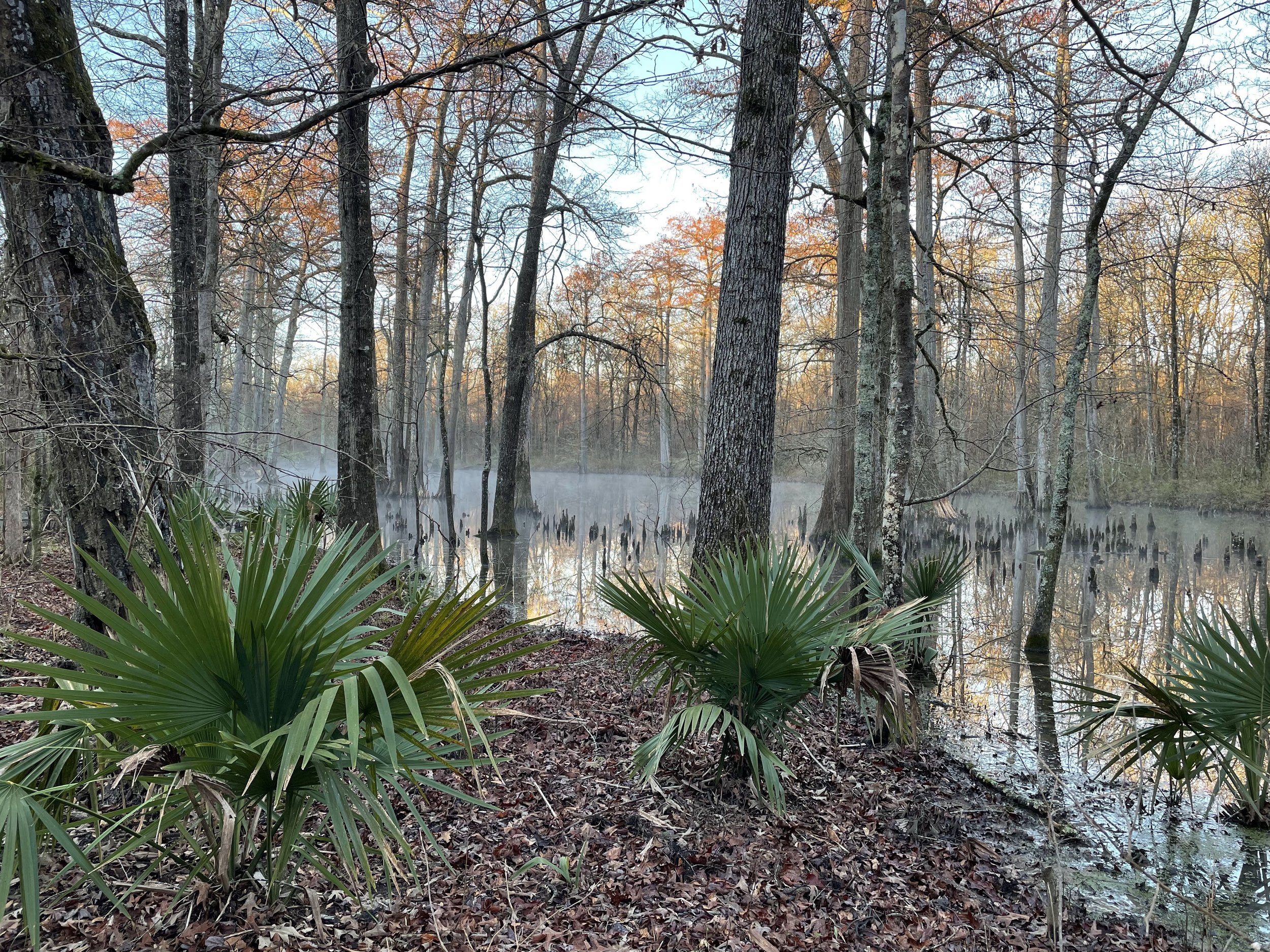 A foggy swamp or lake surrounded by leafless trees with a few orange leaves, and green palmetto plants in the foreground.