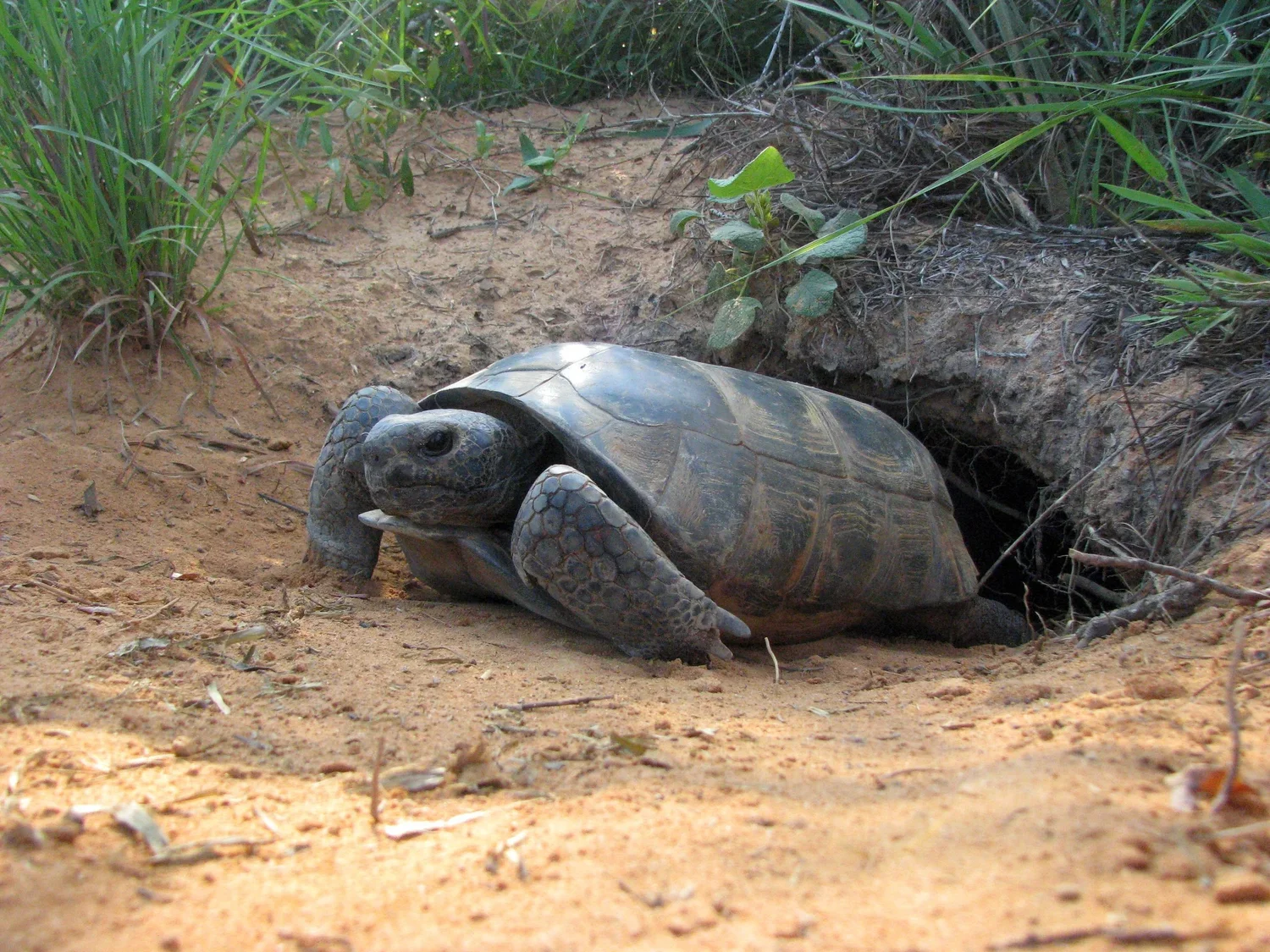 A gopher tortoise emerging from its burrow in sandy soil with green grass and plants surrounding the entrance.