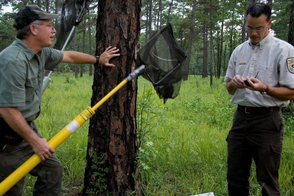 Two park rangers using a long-handled net to catch a flying insect or butterfly near a tree in a forest, while one ranger holds a device and the other reaches out.