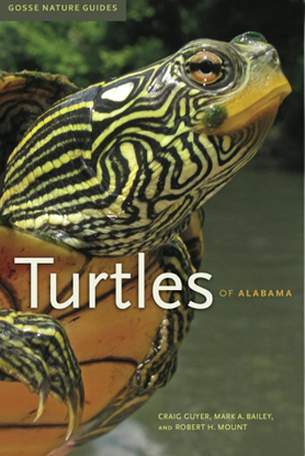 Close-up of a turtle with yellow and black patterned skin and a bright orange underside, partially submerged in water, with green foliage in the background.