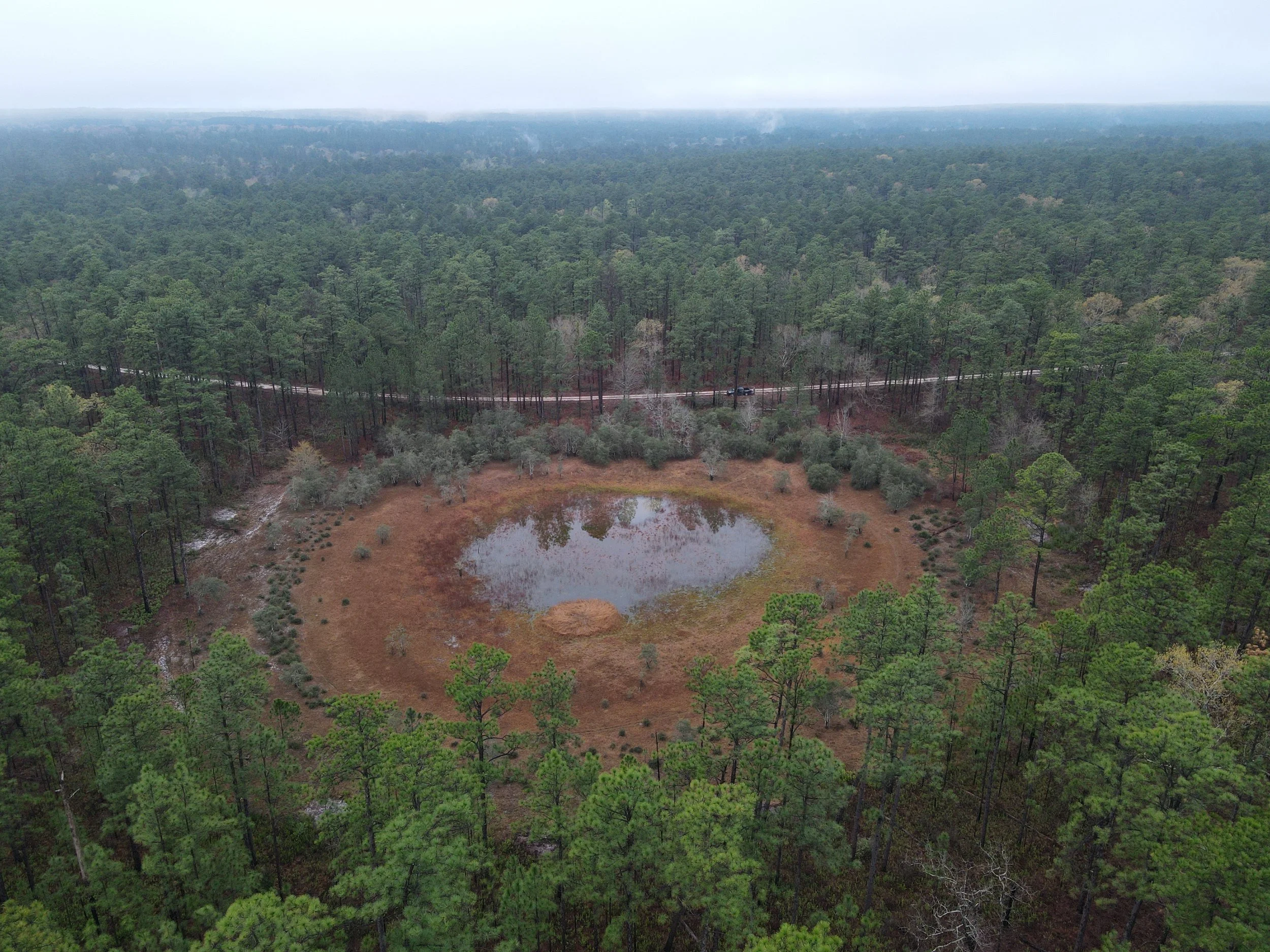 Aerial view of a dense pine forest with a small pond and a dirt road crossing through the trees.