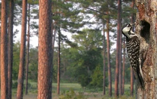 A woodpecker on the side of a tree in a forest.