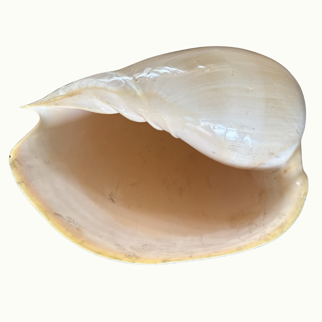 Polished Crowned Bale Melon Shell
