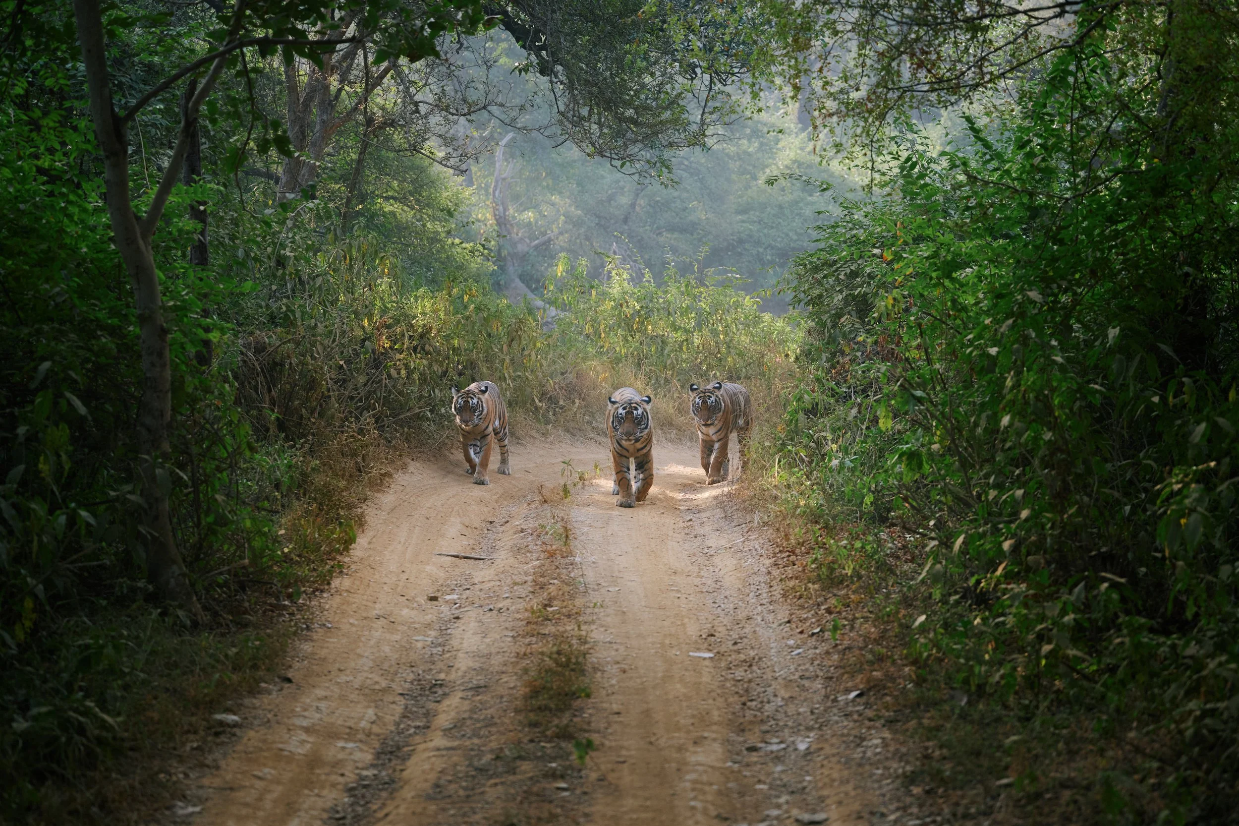 DSC_3524.jpg