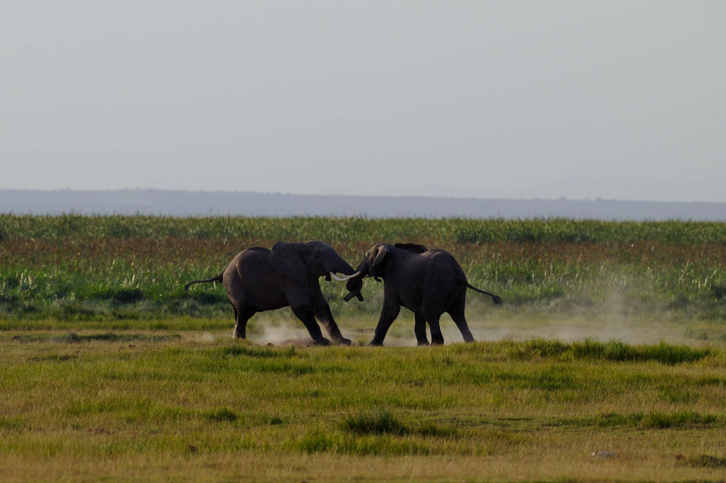 _DSC1906 2.jpg
