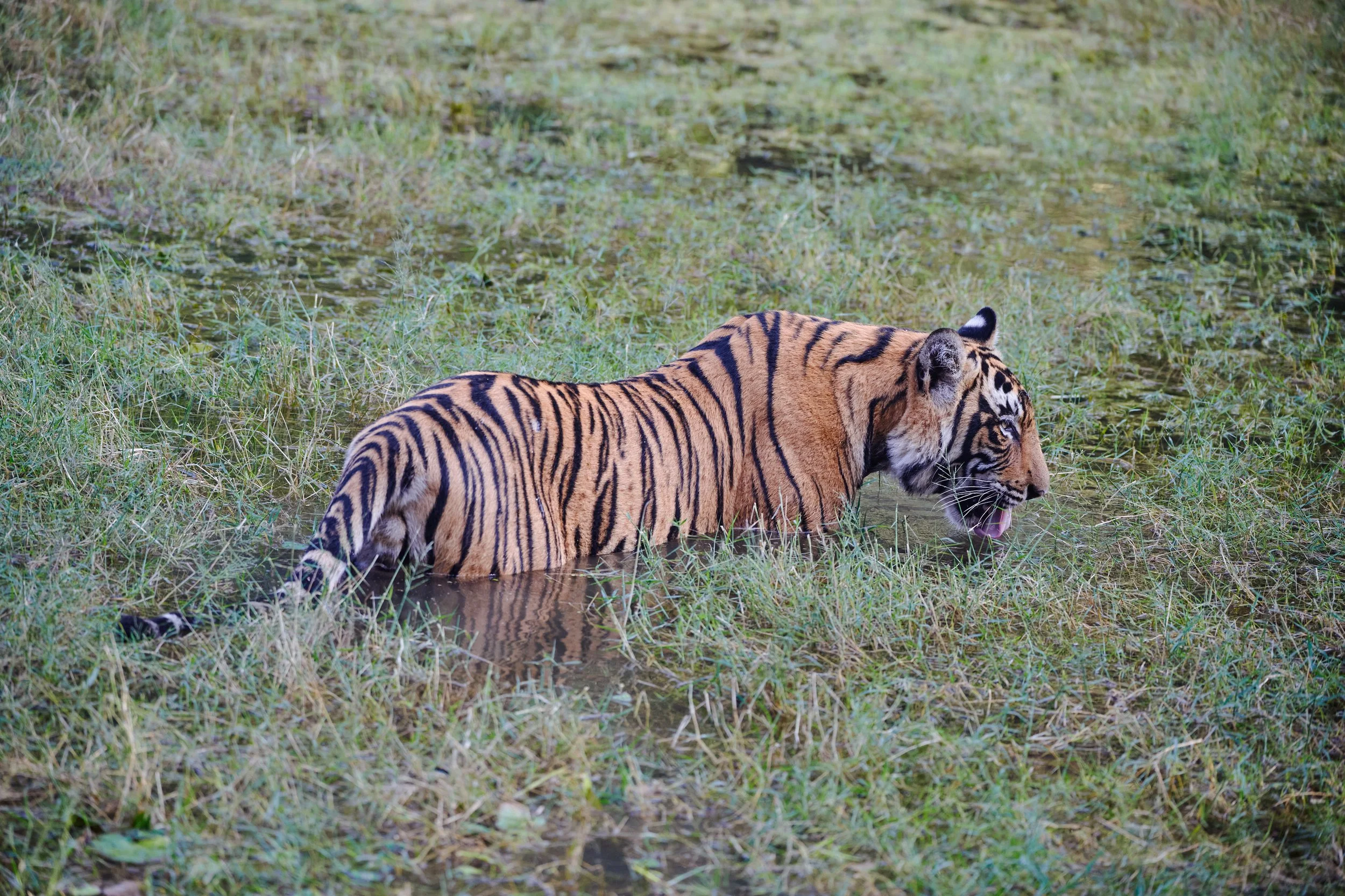 _DSC9189.jpg