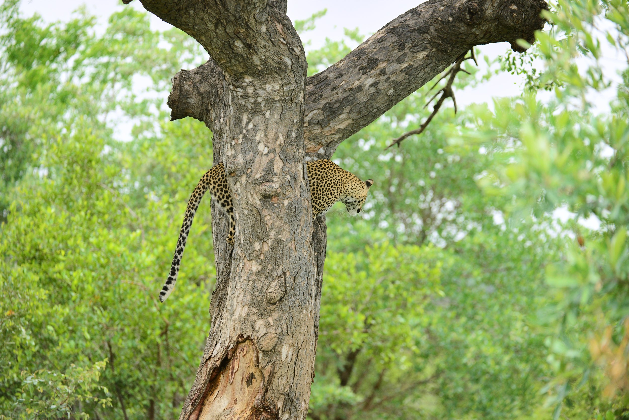 DSC_2799.jpg