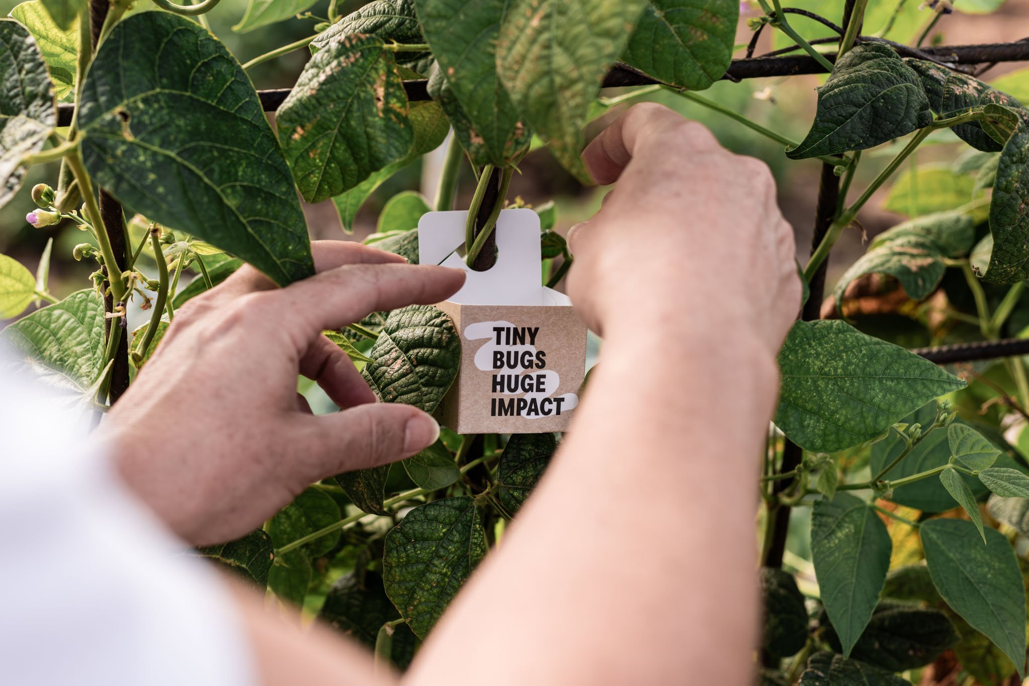 Branding design for Rootsum.