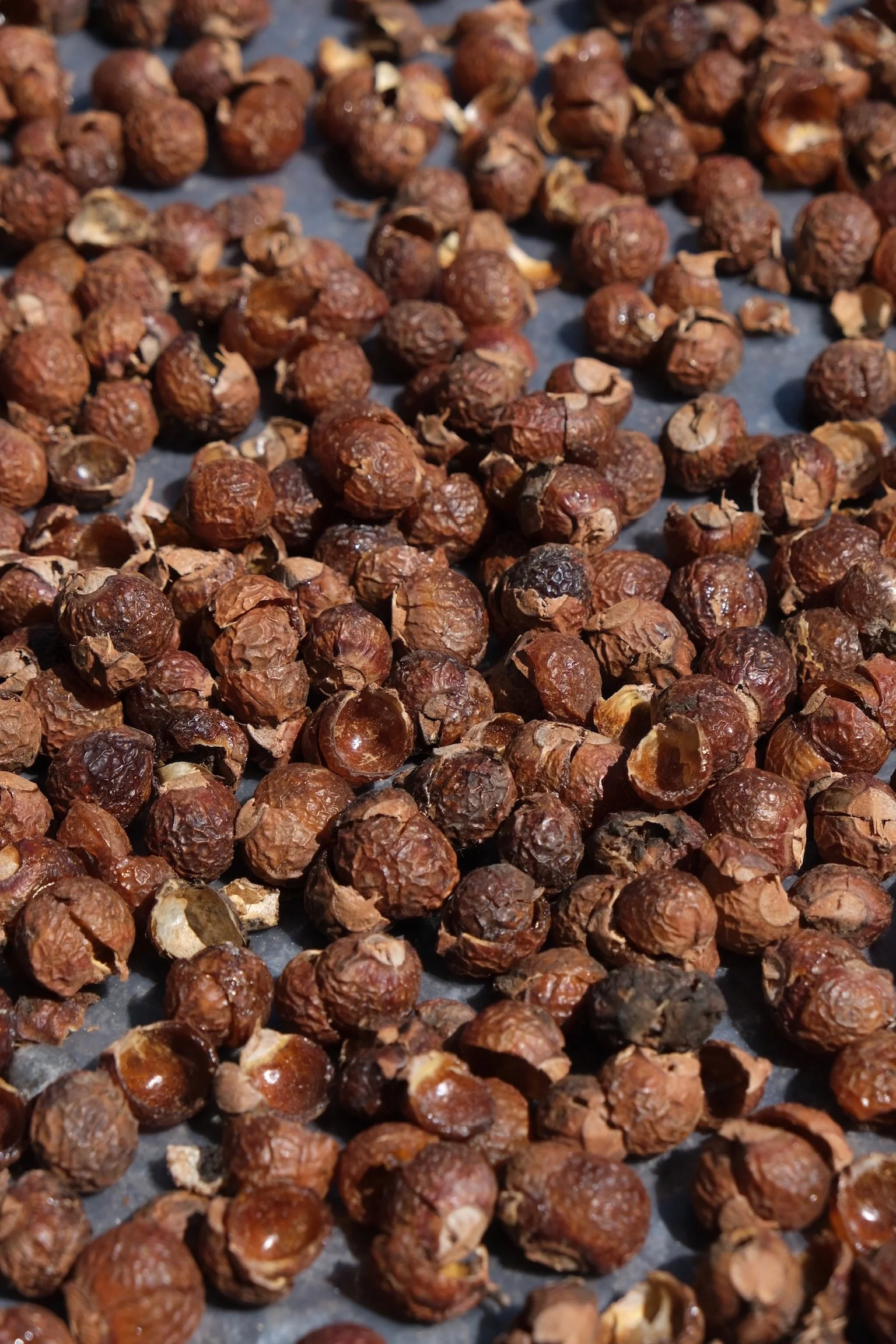 Soapnut