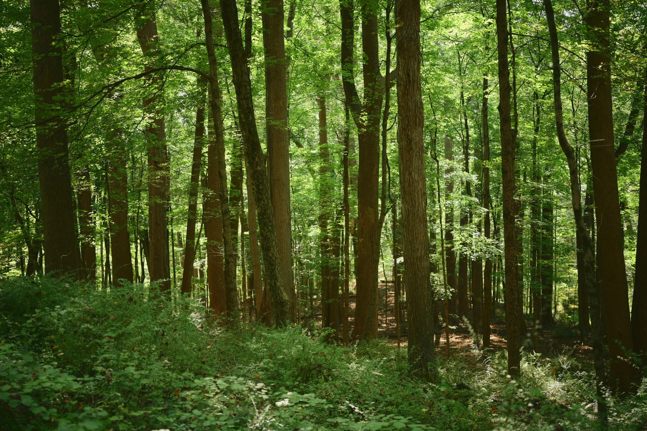 A dense forest with tall trees and green foliage, sunlight filtering through the leaves, and a forest floor covered with green plants.