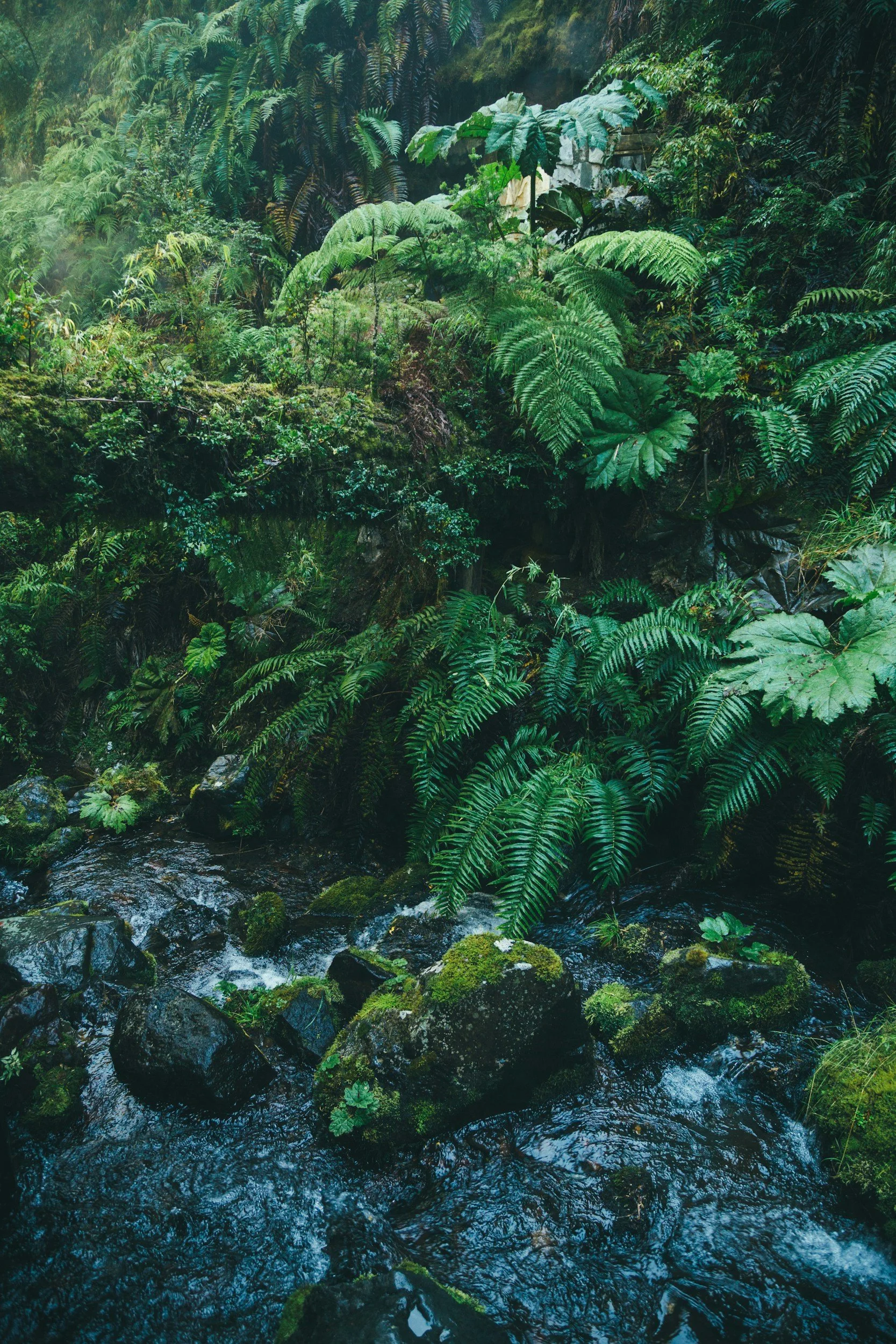A lush green rainforest with ferns and other dense vegetation surrounding a flowing creek with rocks.