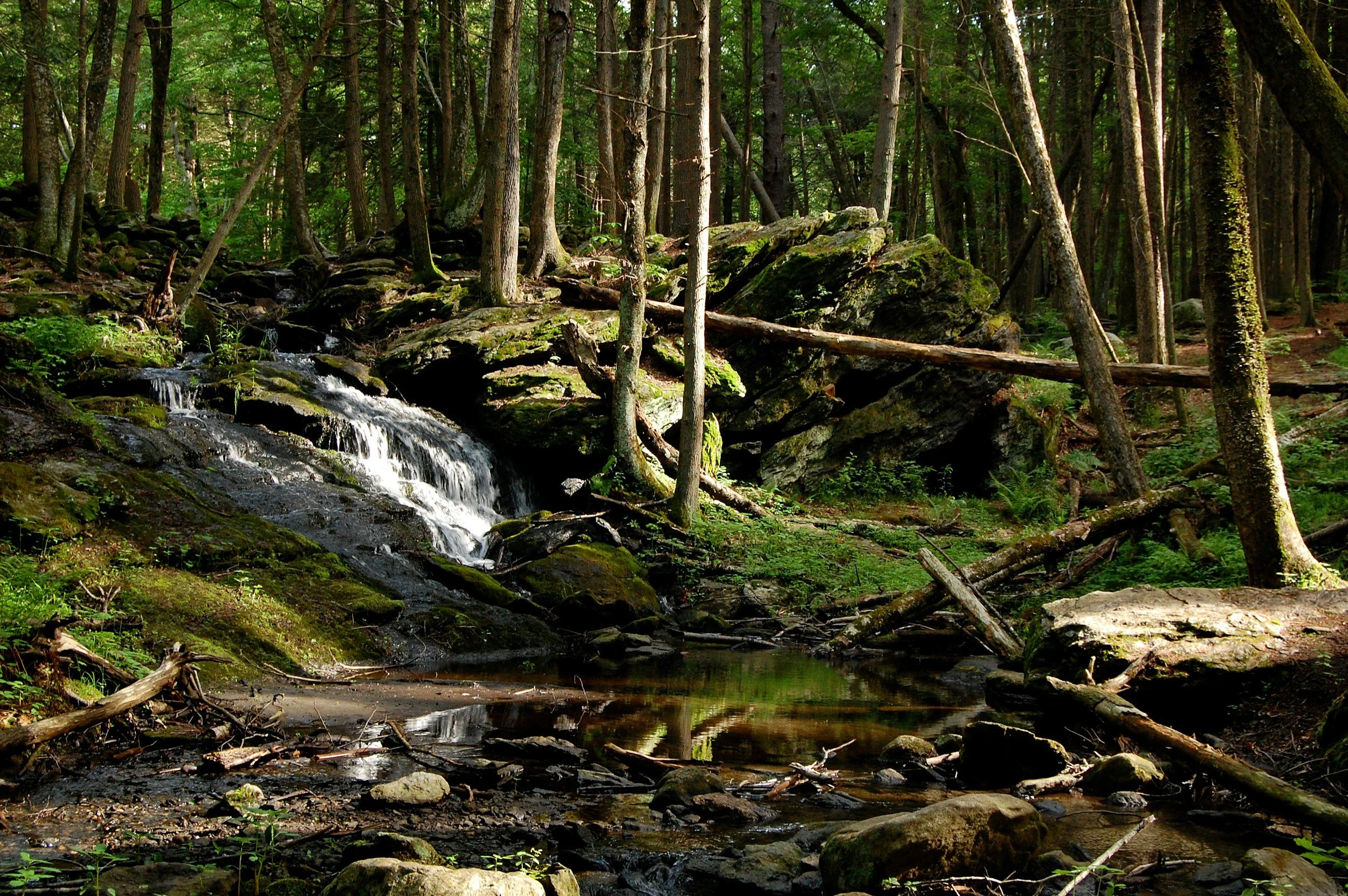 A peaceful forest scene with a flowing creek surrounded by moss-covered rocks and tall trees with lush green foliage.