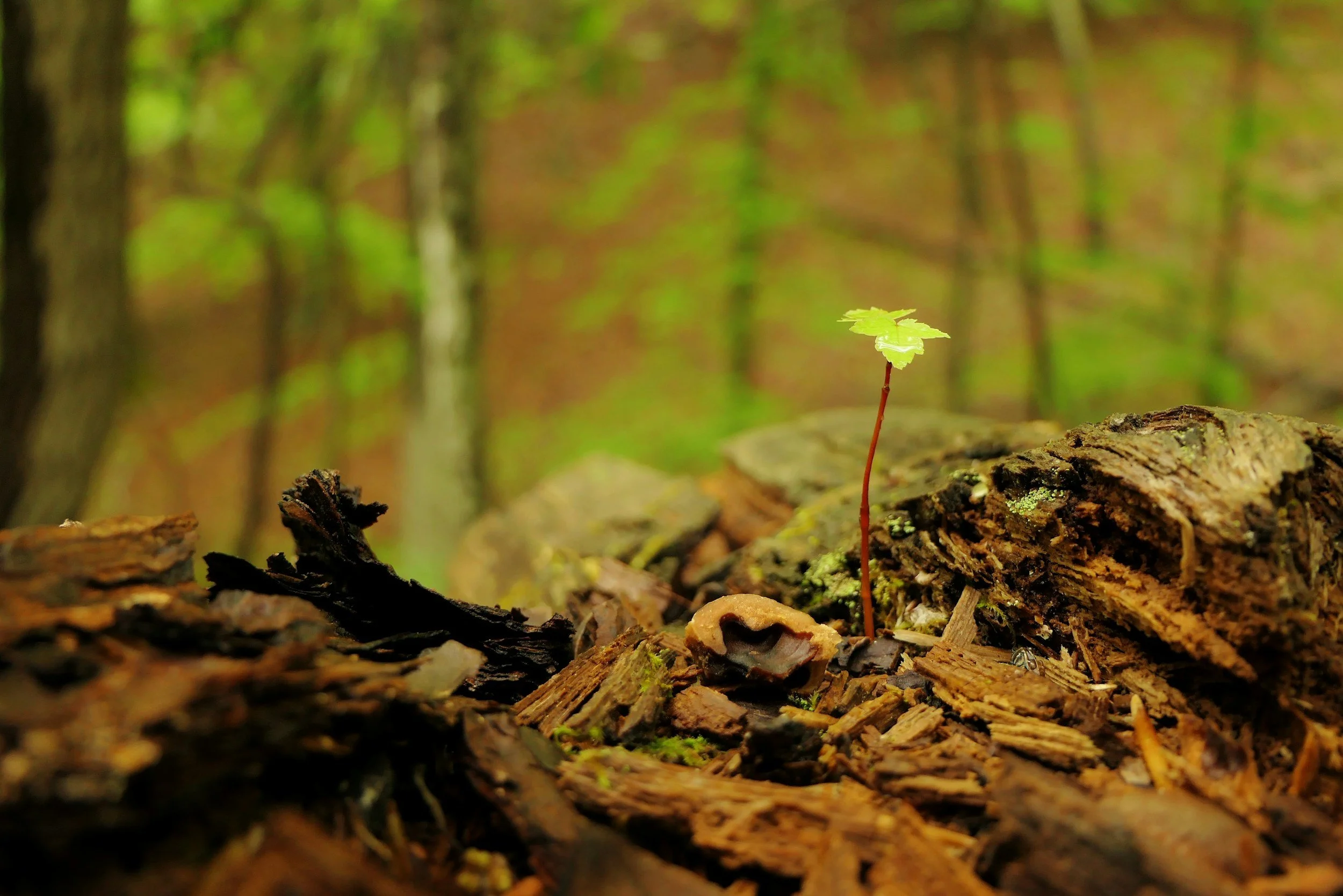 Close-up of a small green plant with bright leaves growing from a piece of fallen wood on the forest floor, with a blurred forest background.