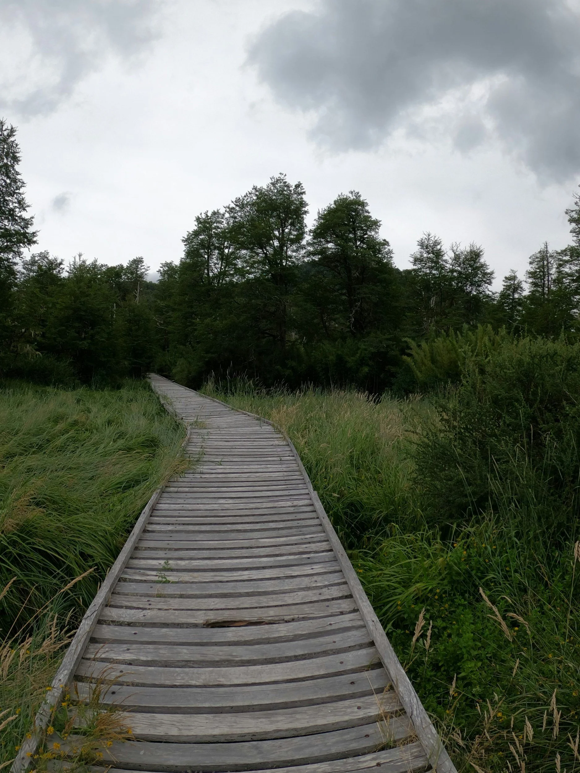 A wooden boardwalk trail leading through green wetland grass and trees under a cloudy sky.