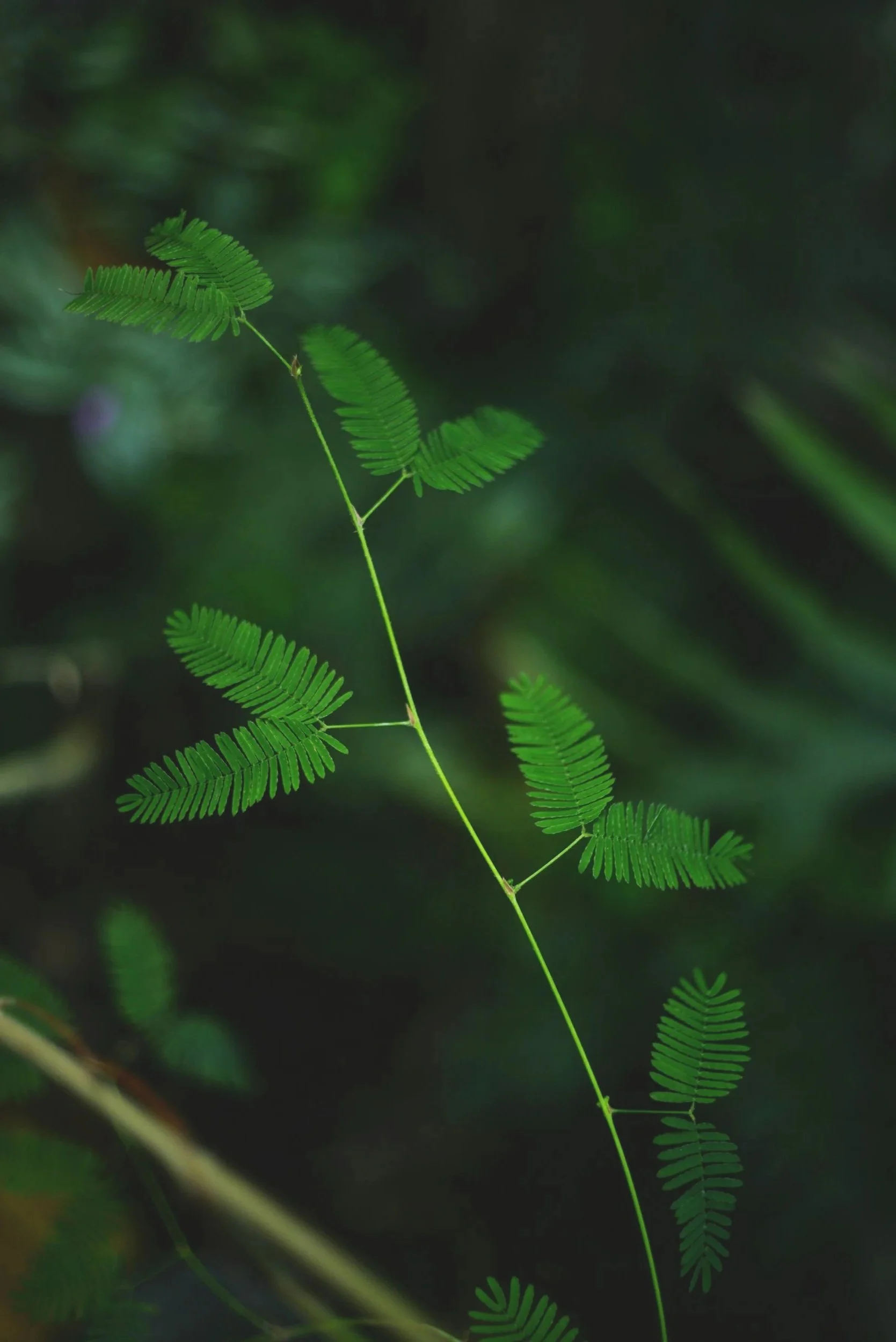 Close-up of a green fern with delicate, small leaflets against a blurred dark background.