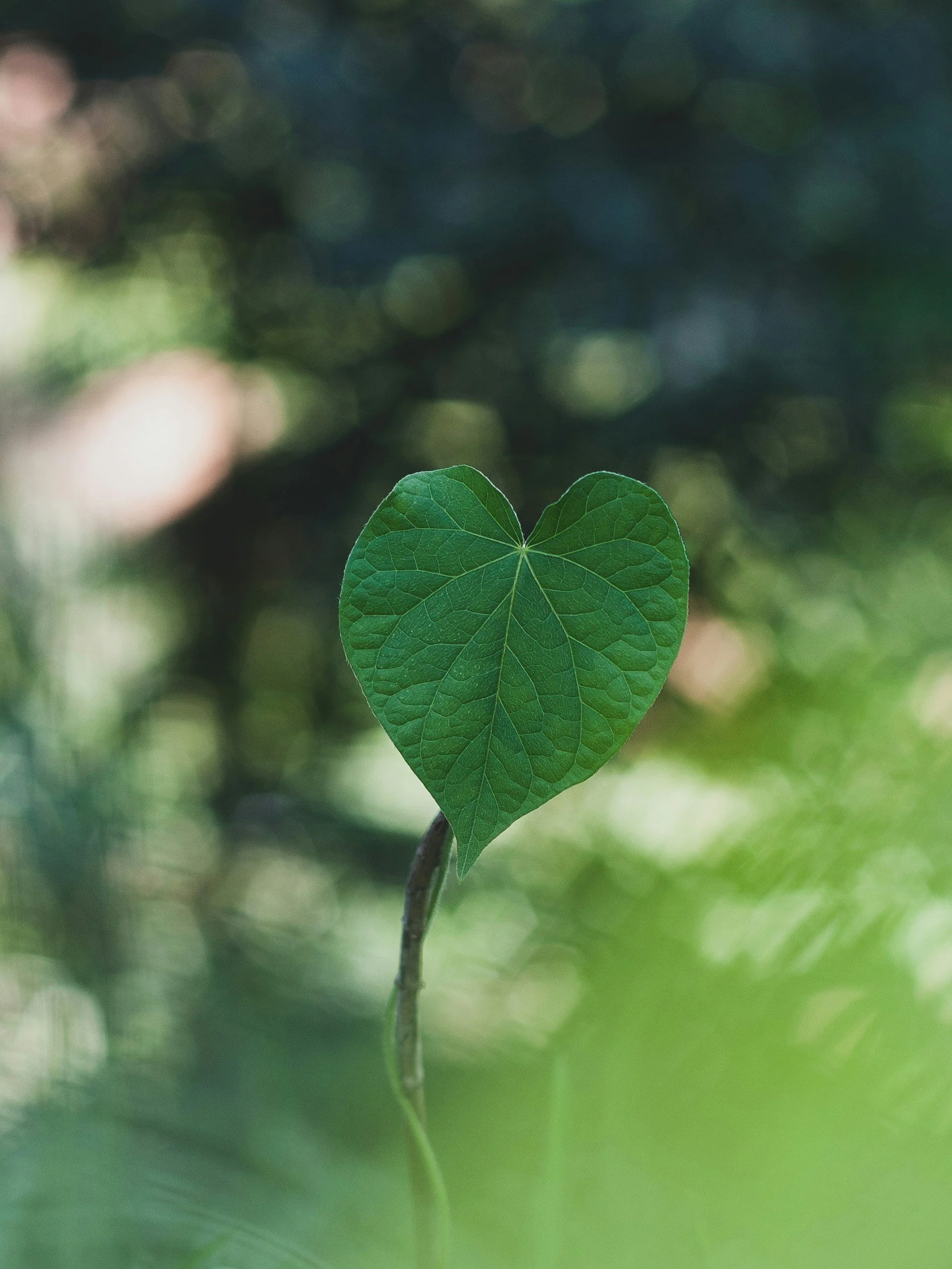 A single green heart-shaped leaf hanging from a thin stem against a blurred natural background.