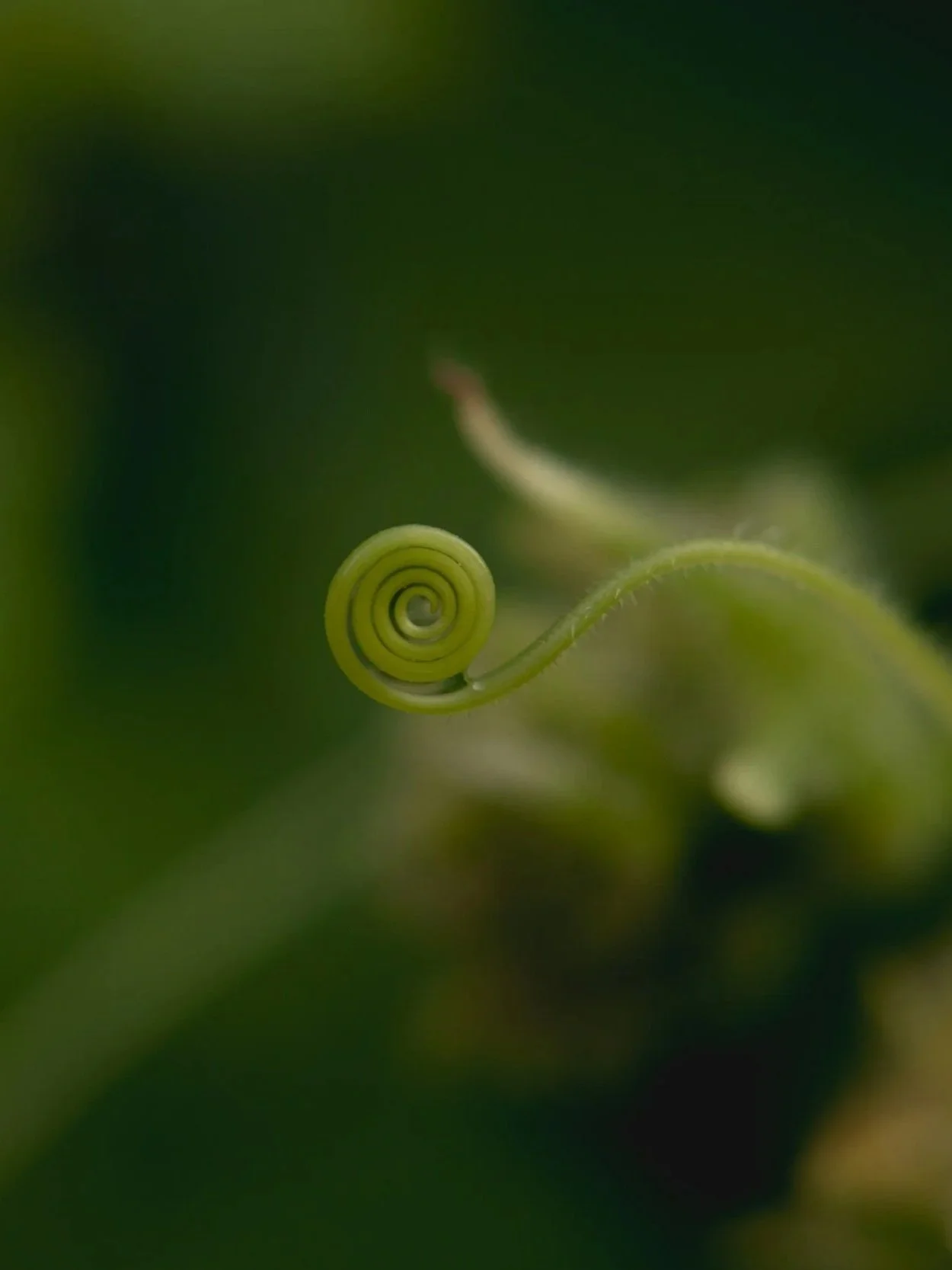 Close-up of a young plant tendril spiraling outward with green leaves in the background.