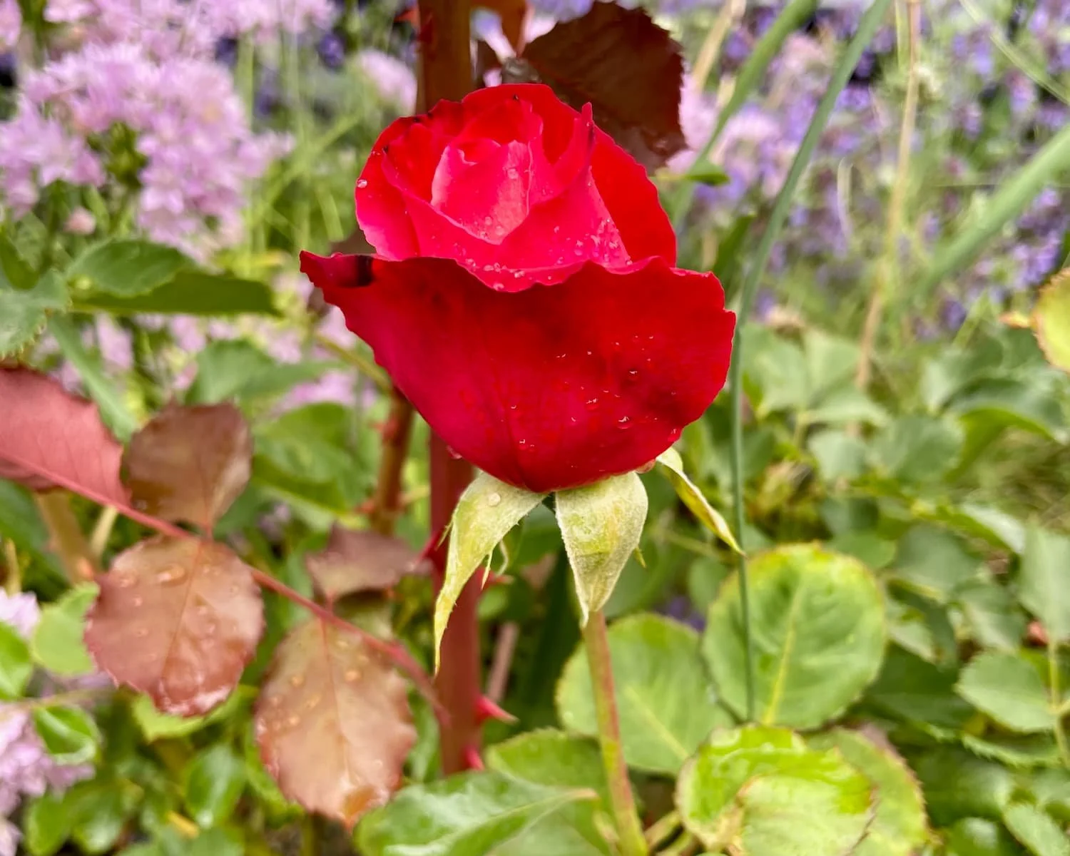 The Rosebush and the Dog Shit