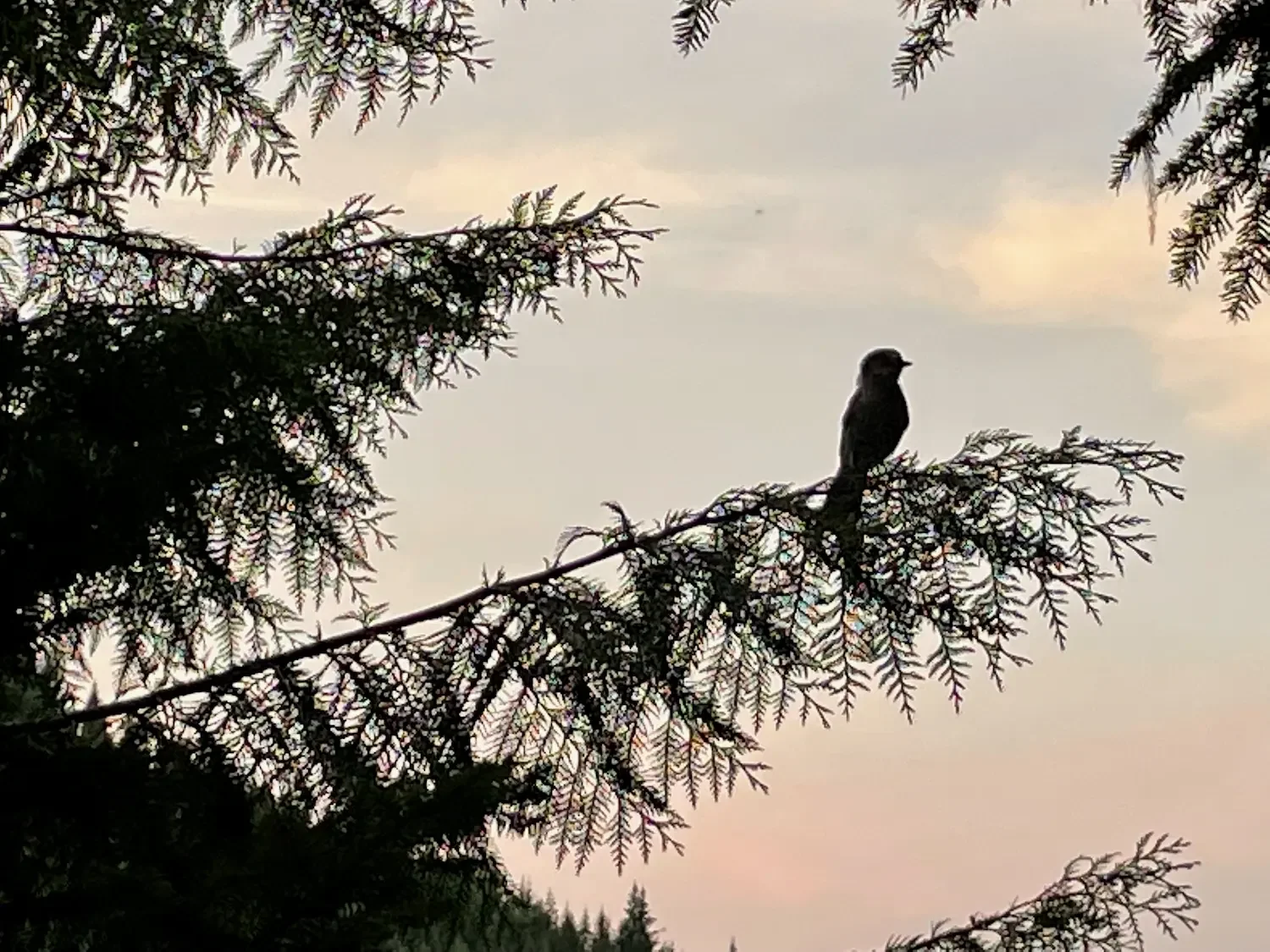 The Birds Keep Singing