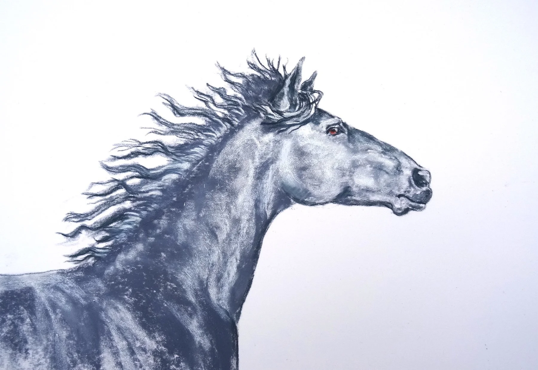 Yearling.  Pastel. 30x40cm