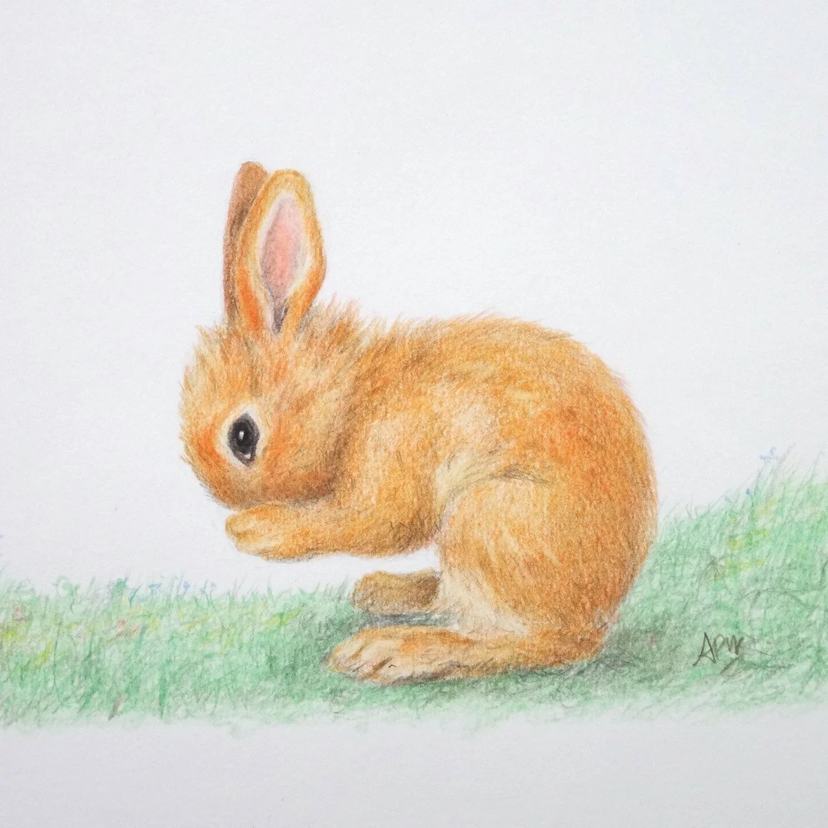 Lapin roux