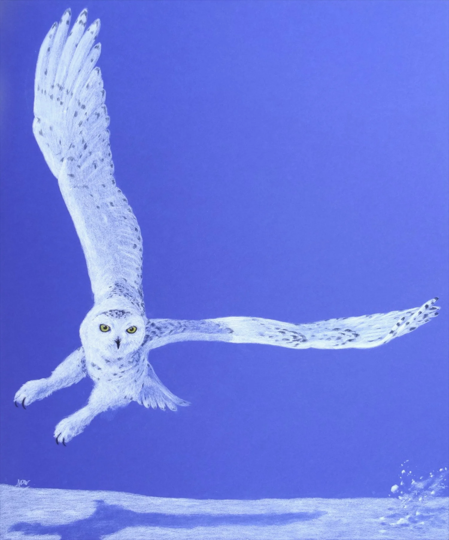 Harfang des neiges