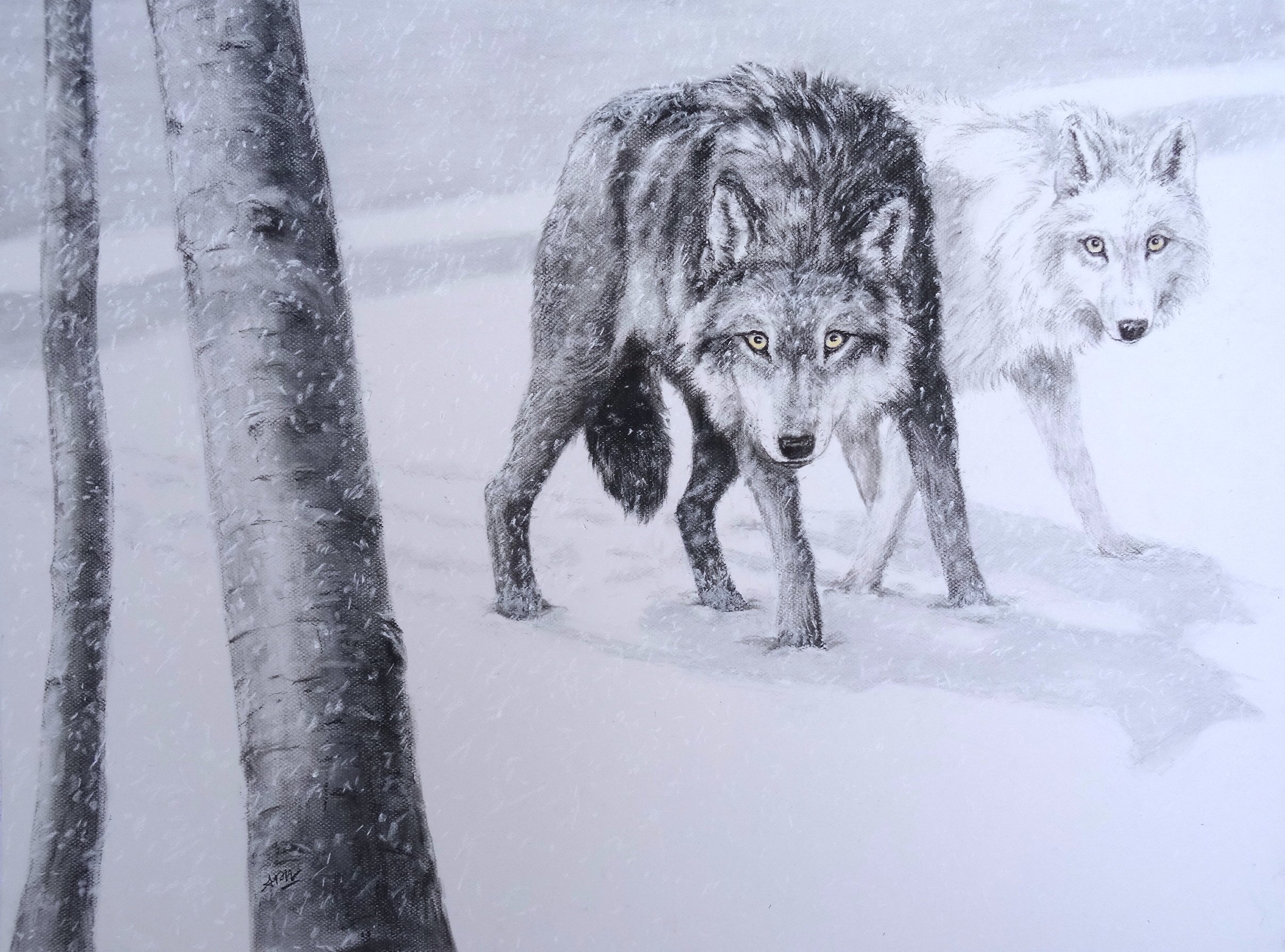 Deux loups dans la neige