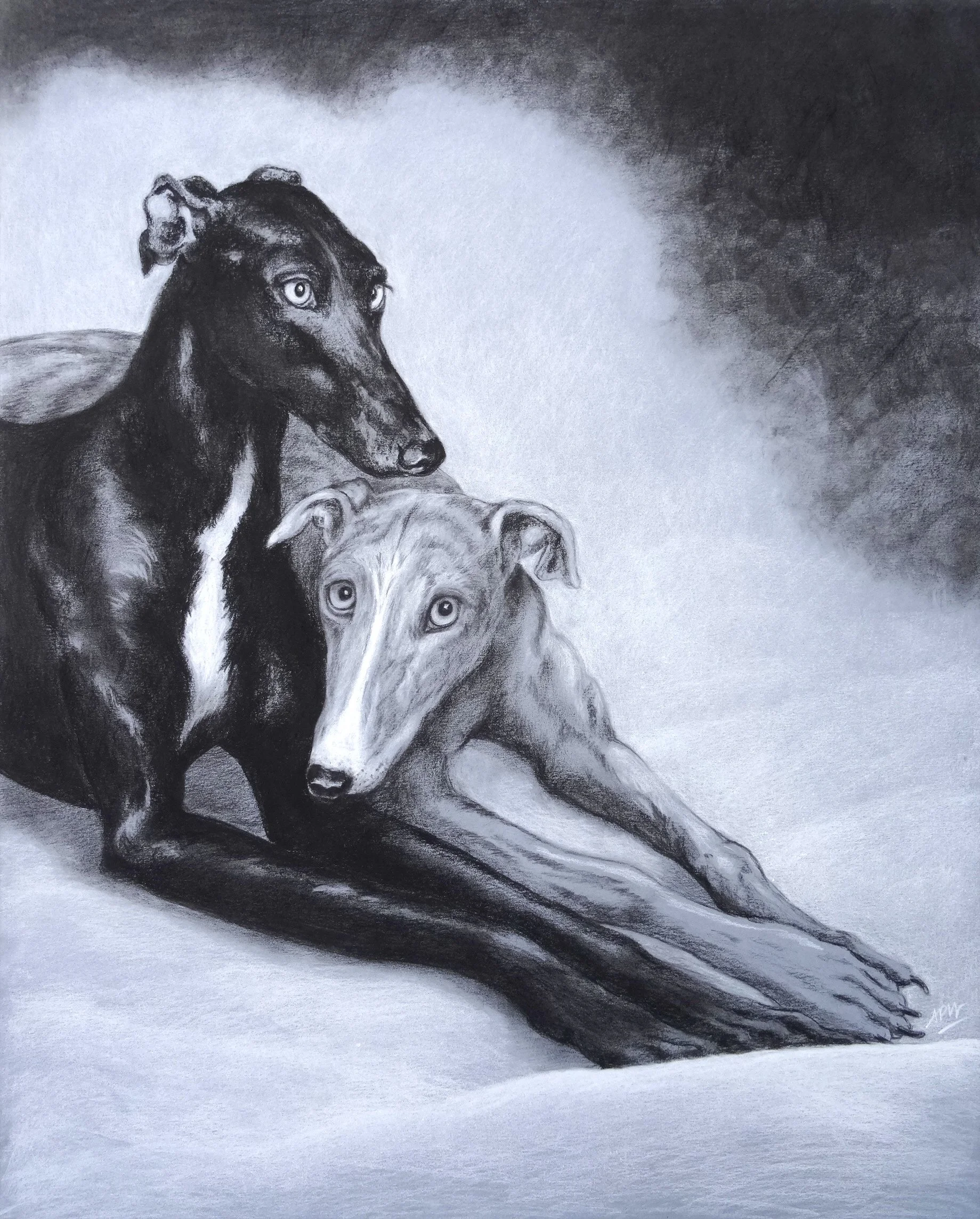 Galgos, réconfort