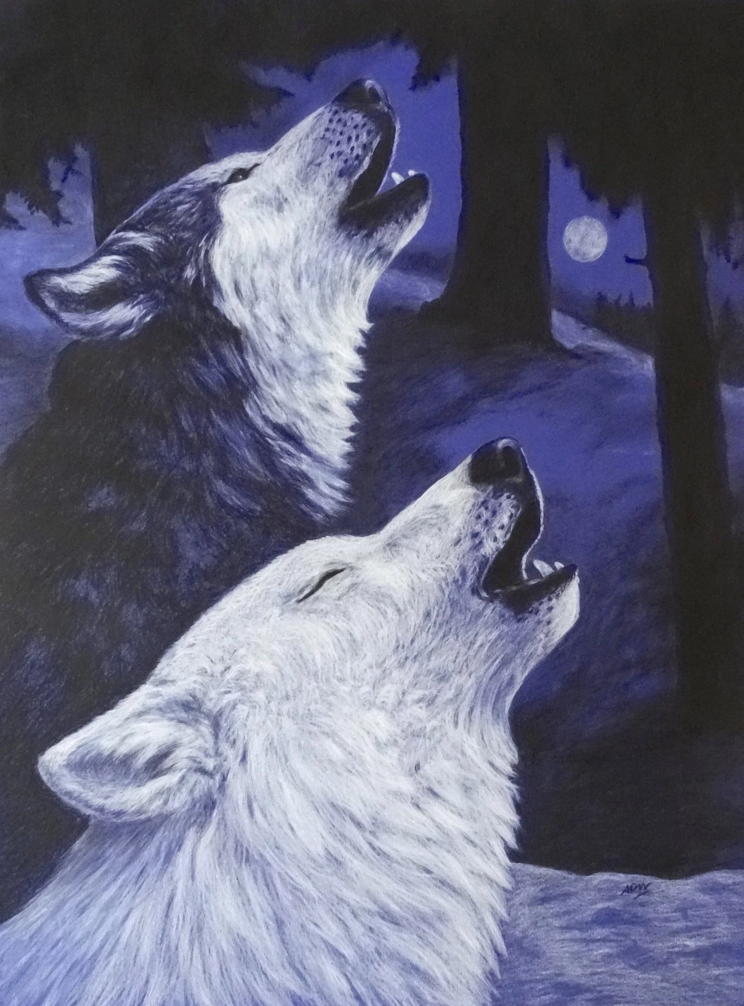 Loups, hurlements