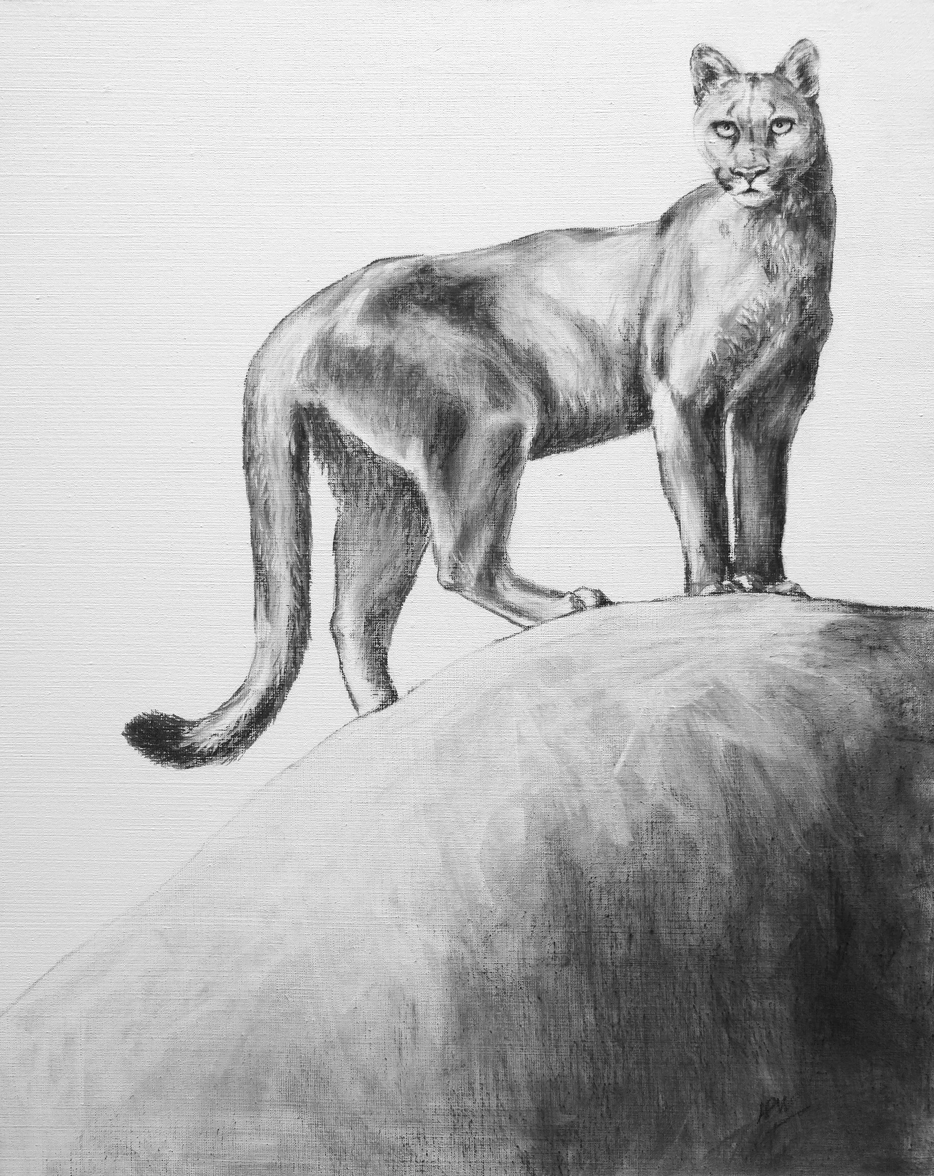 Puma, pastel sur toile 64x80cm