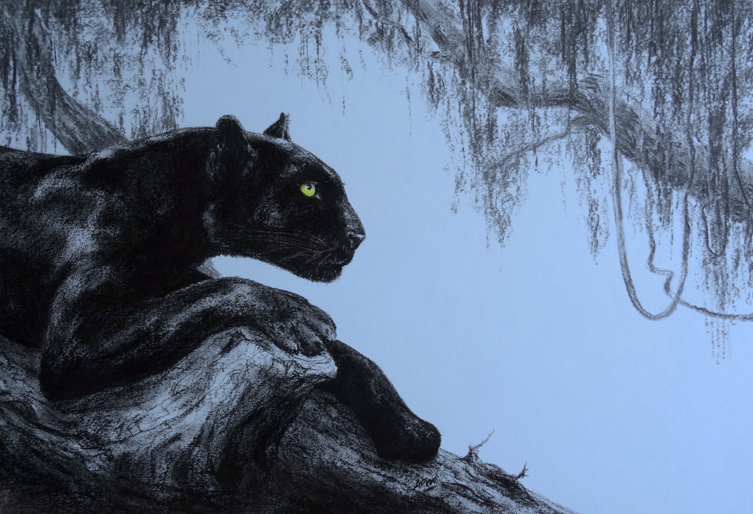 Panthère noire à l'affut.  Pastel, fusain