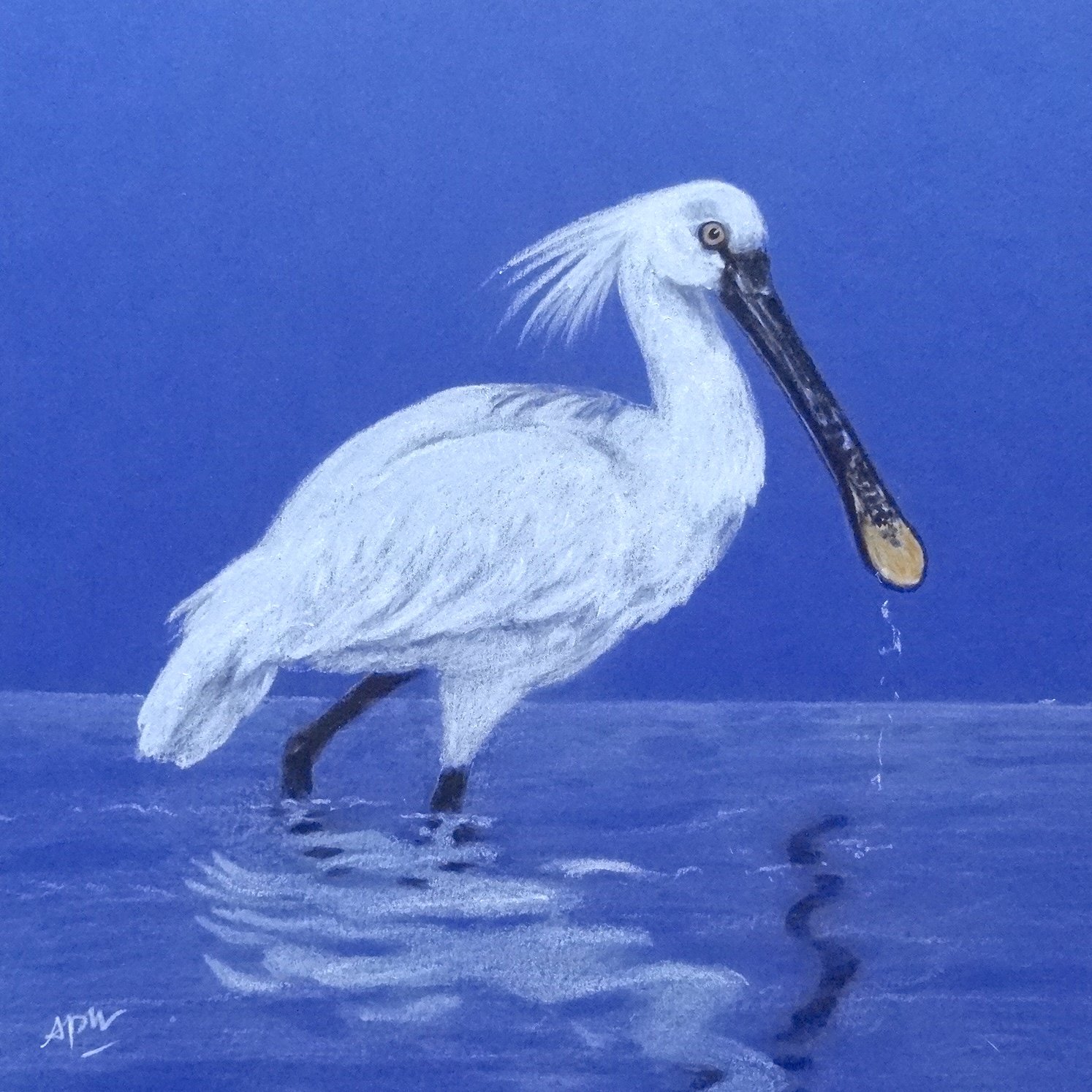 Spatule 30x30cm