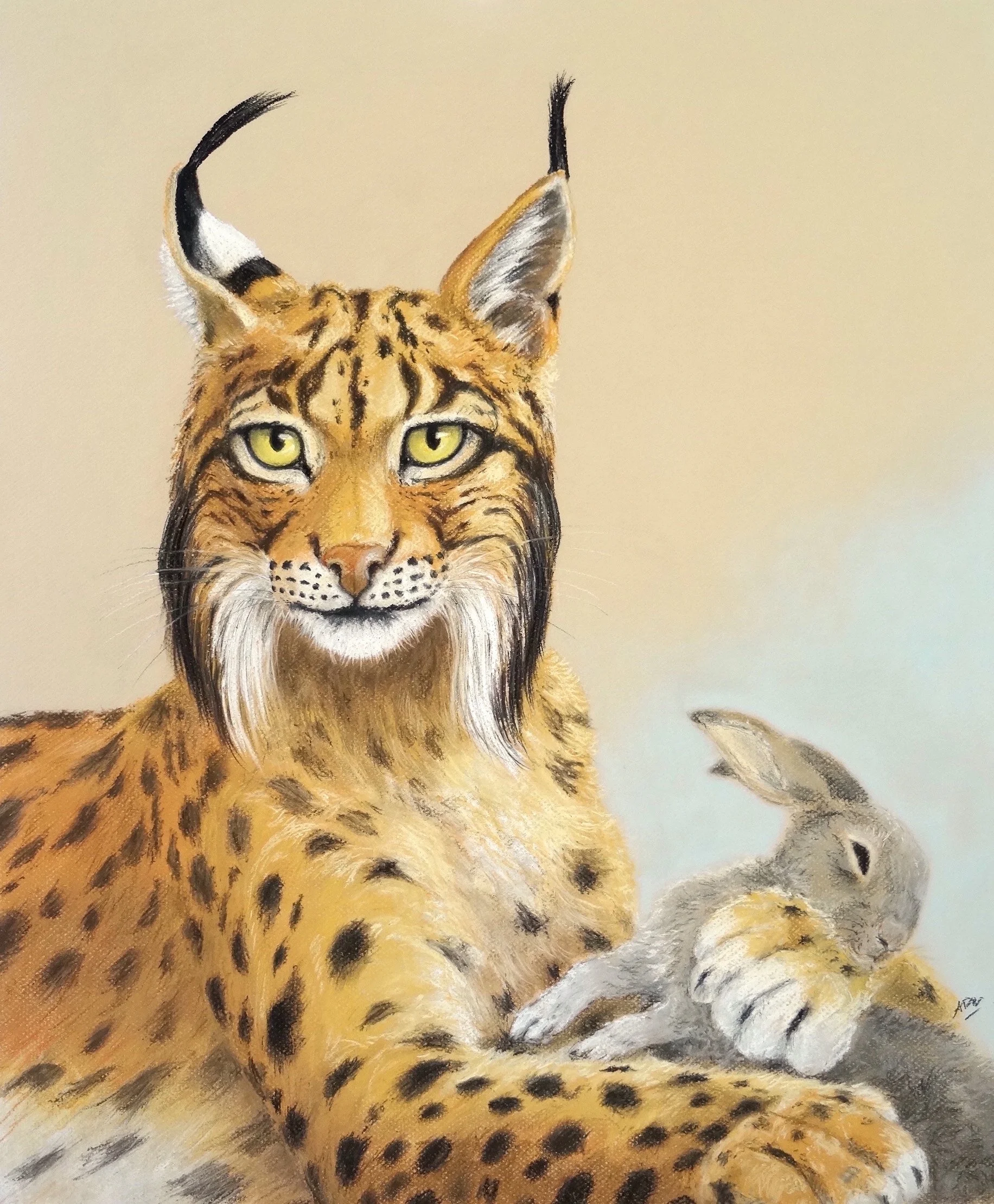 Lynx, mon doudou