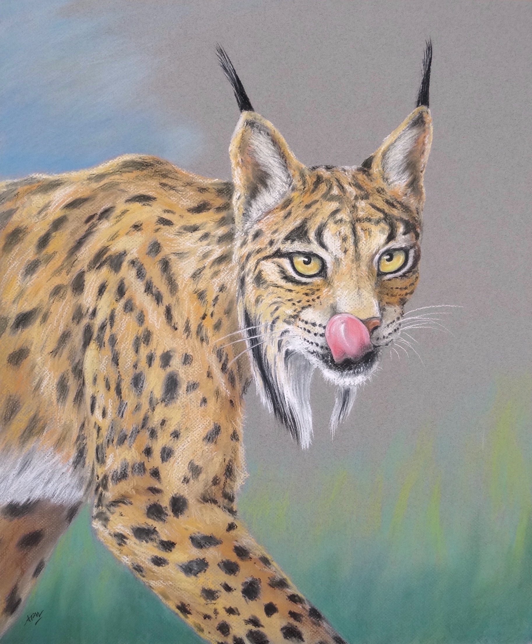 Le lynx ibérique (langue)